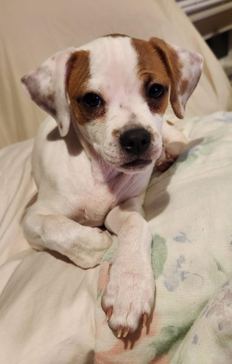 Enlarge TAZ, an adopted Chihuahua in Louisville, OH image 4/4