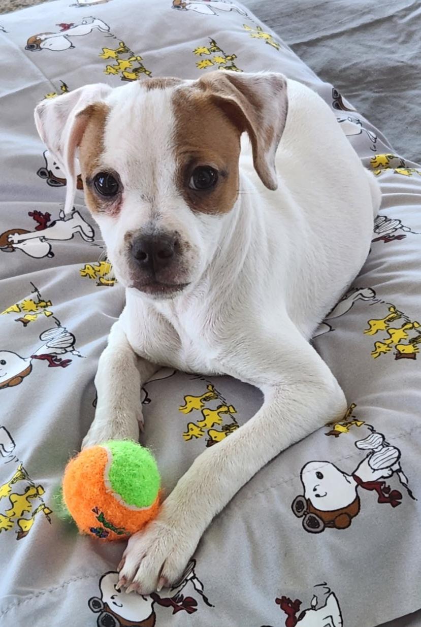 Enlarge TAZ, an adopted Chihuahua in Louisville, OH image 1/4