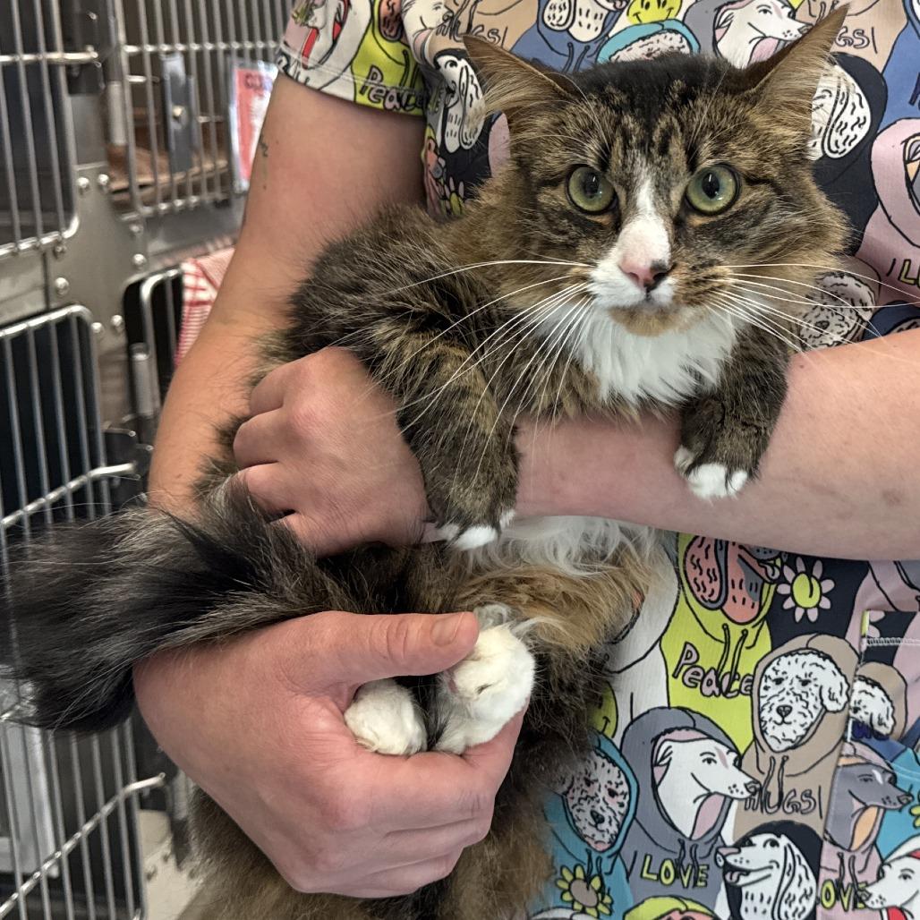 Ru, Adoptable, Adult Female Domestic Medium Hair.