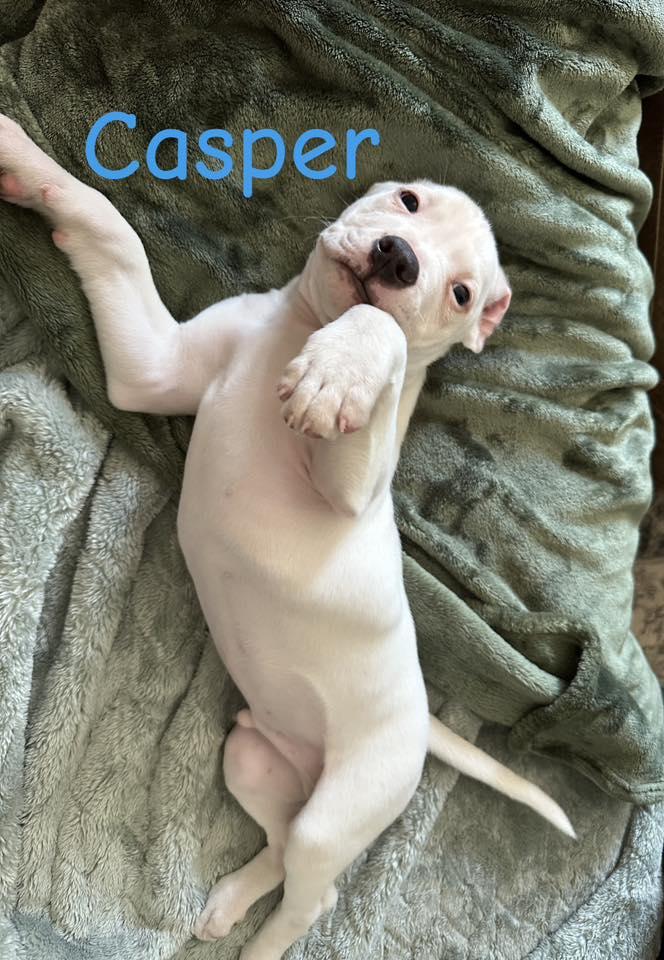 Enlarge Casper, a ADOPTABLE Mixed Breed in Clinton, WI image 3/6