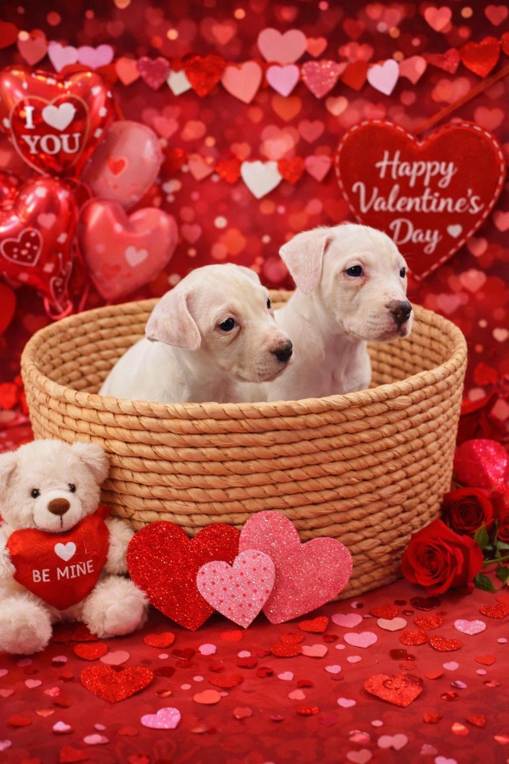 Enlarge Casper, a ADOPTABLE Mixed Breed in Clinton, WI image 2/6