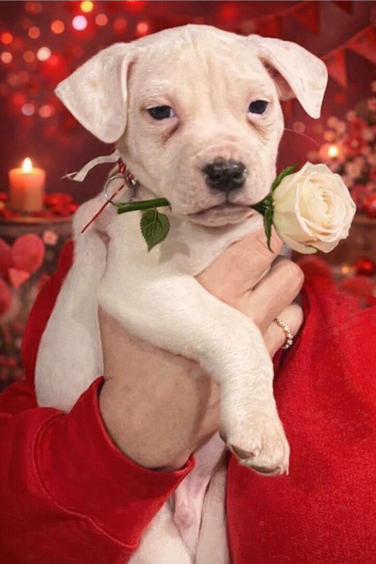 Casper, ADOPTABLE, Puppy Male Mixed Breed.