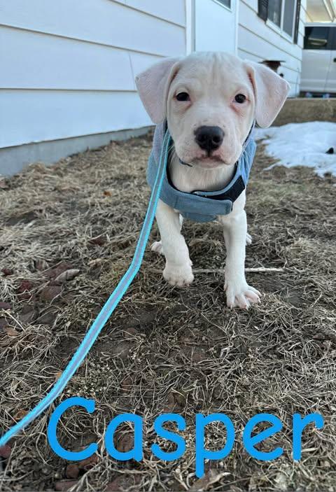 Enlarge Casper, a ADOPTABLE Mixed Breed in Clinton, WI image 4/6