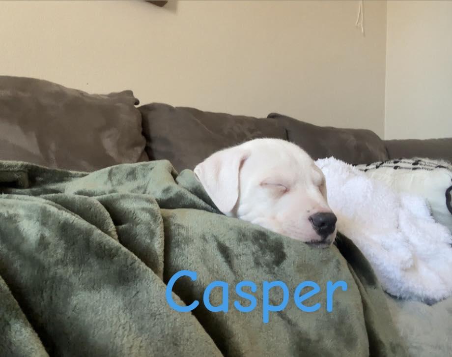 Enlarge Casper, a ADOPTABLE Mixed Breed in Clinton, WI image 6/6