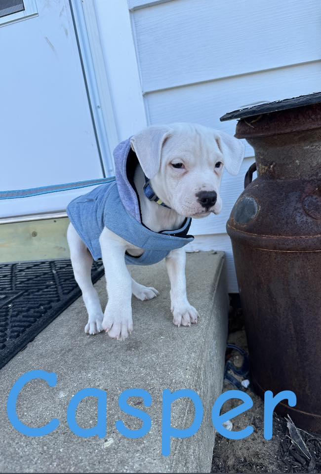 Enlarge Casper, a ADOPTABLE Mixed Breed in Clinton, WI image 5/6