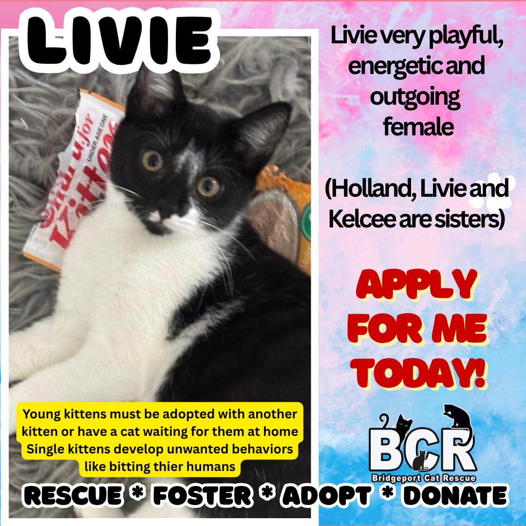 Livie, Adopted, Kitten Female Domestic Short Hair.