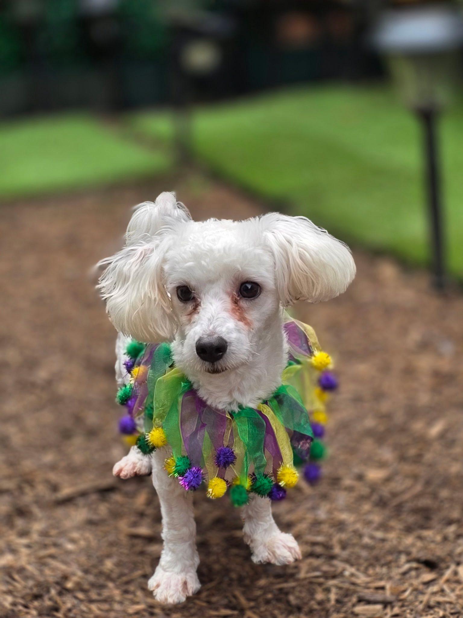 Pixie, ADOPTABLE, Adult Female Poodle.