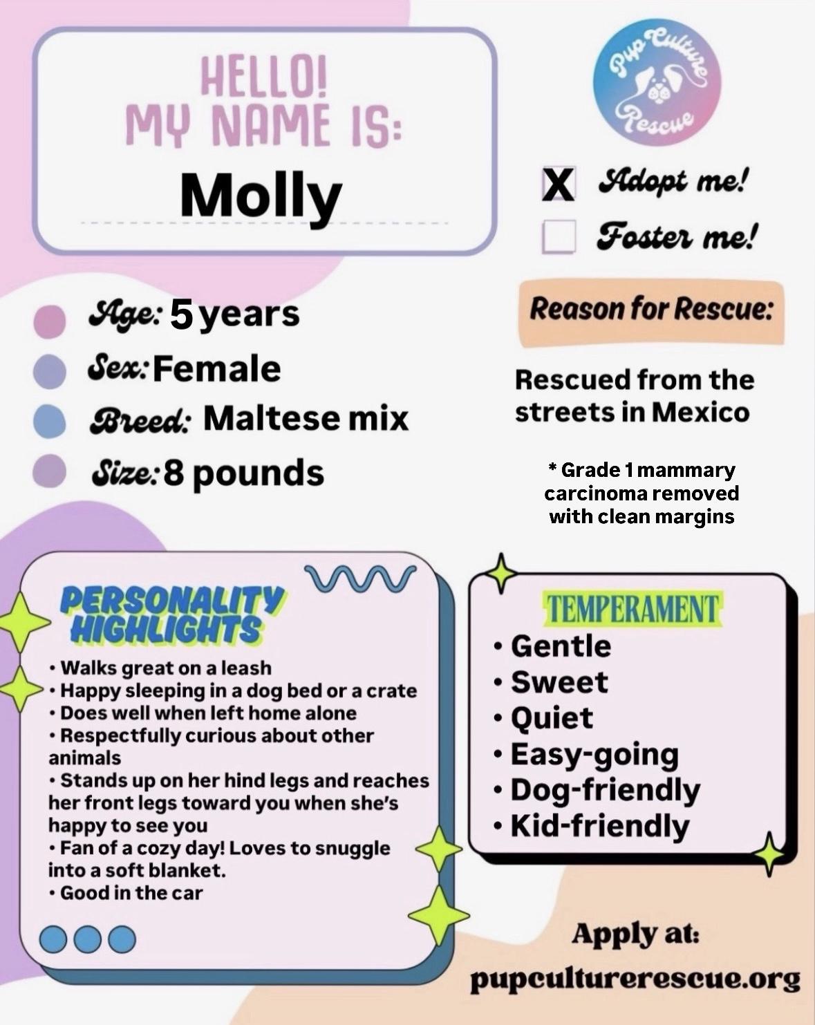 Molly , a ADOPTABLE mixed breed in Pasadena, CA image 2/6