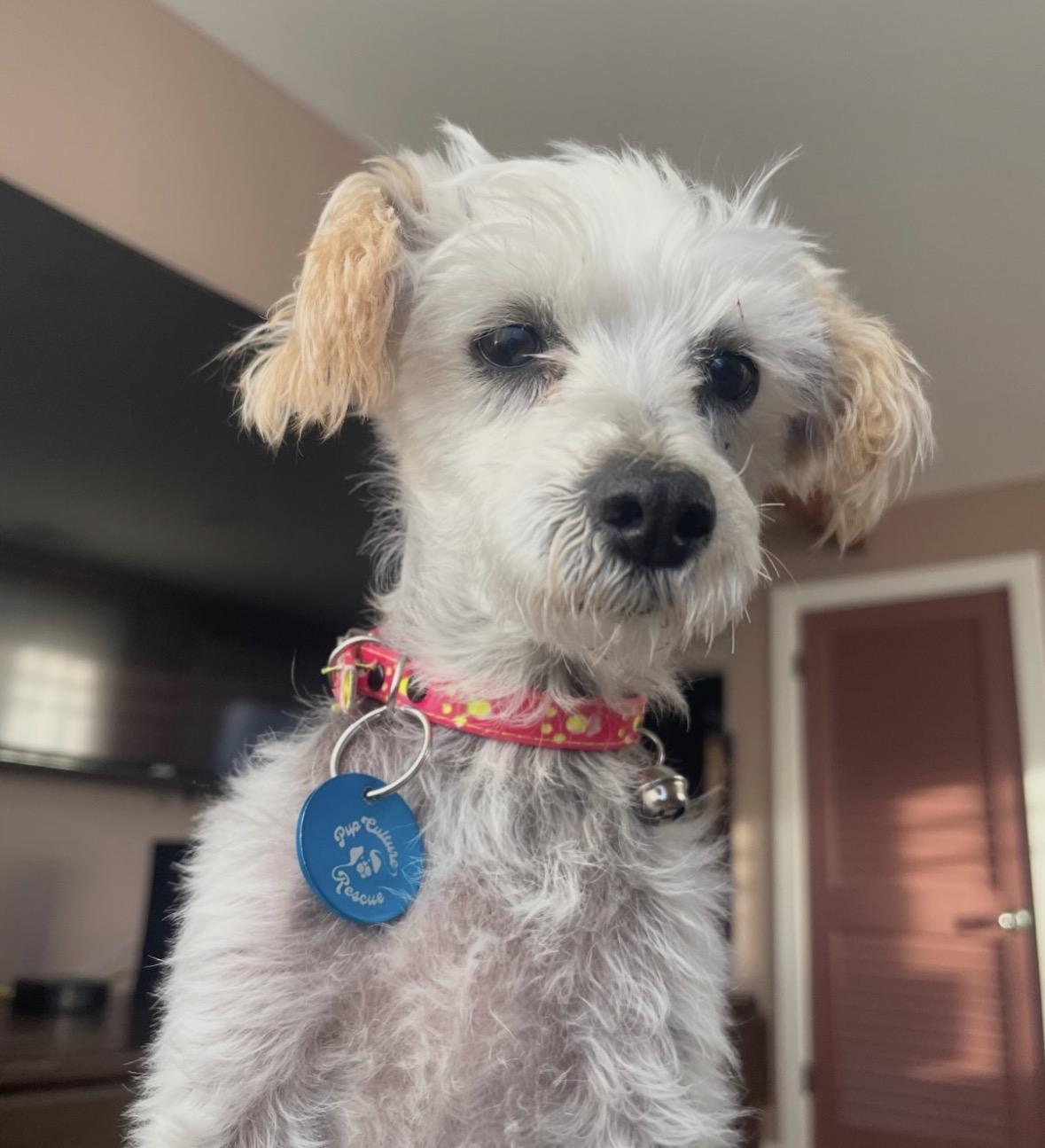 Molly , a ADOPTABLE mixed breed in Pasadena, CA image 4/6