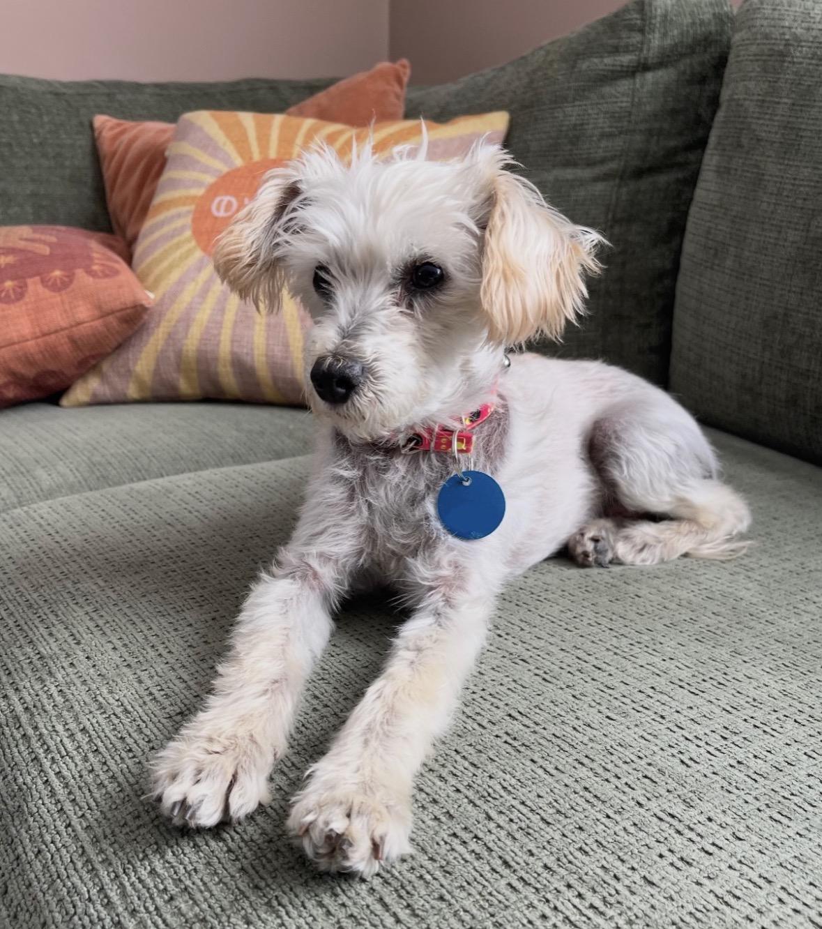 Molly , a ADOPTABLE mixed breed in Pasadena, CA image 5/6