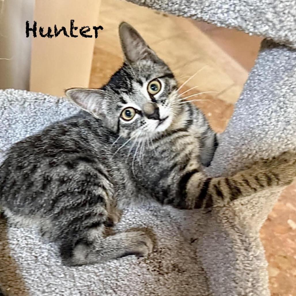 Hunter, Adoptable, Kitten Female Domestic Short Hair.