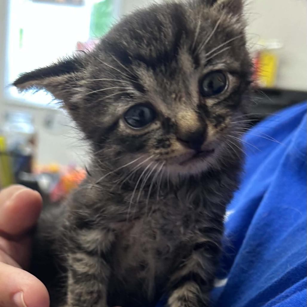 Enlarge Hunter, a Adoptable Domestic Short Hair in Hannibal, MO image 2/2