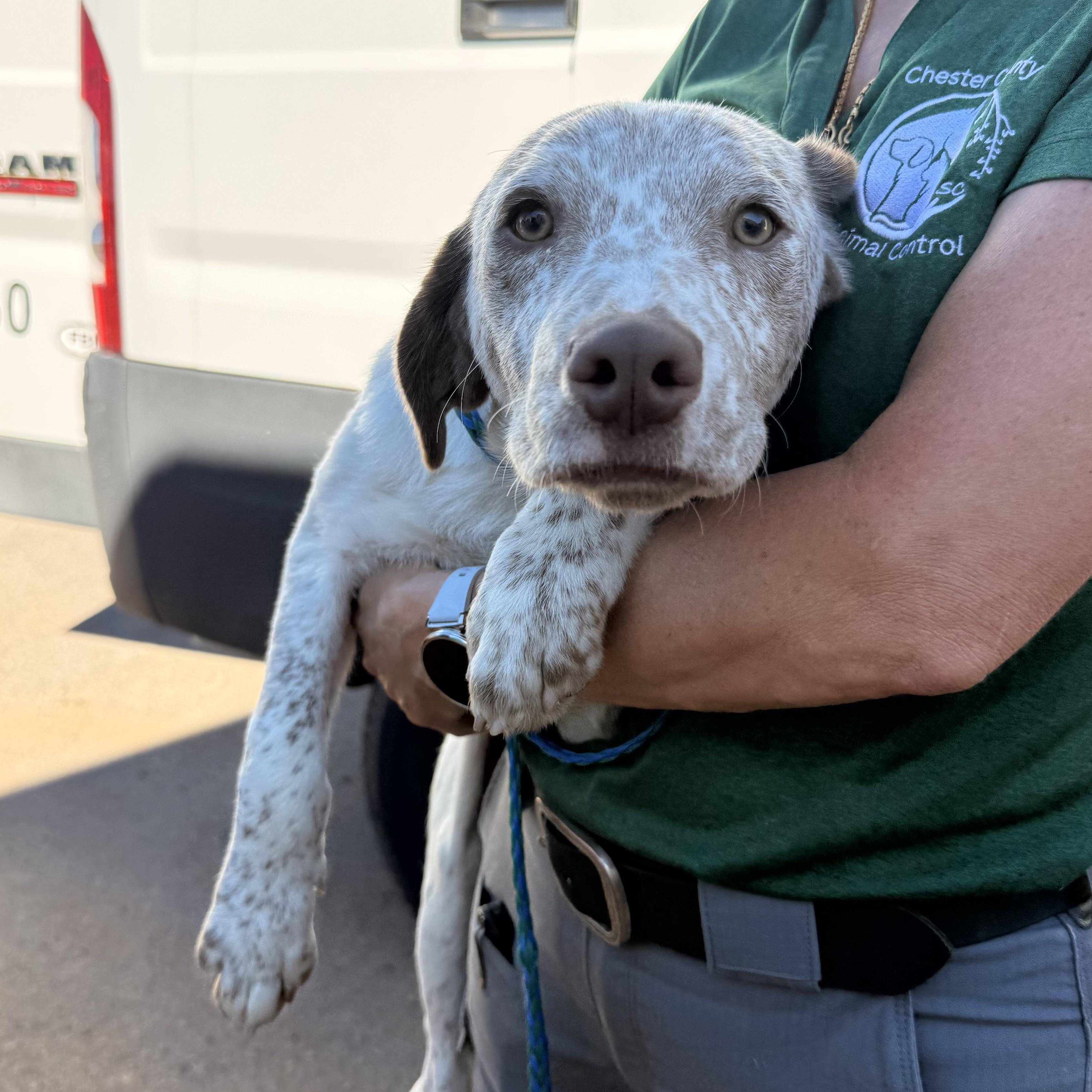 Enlarge Shrike, a Adoptable mixed breed in Sayreville, NJ image 2/3