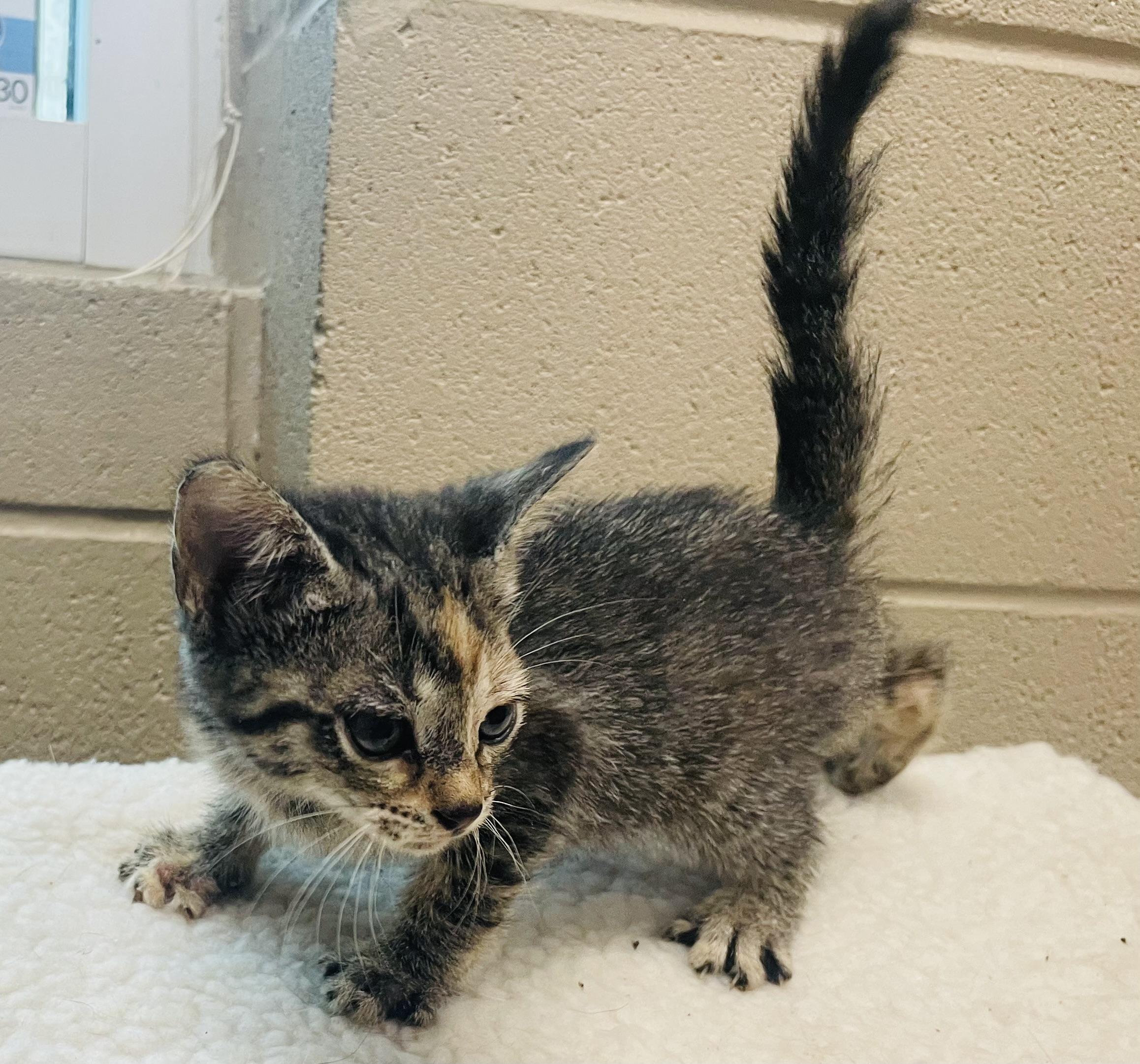 Enlarge Daphne, an adopted mixed breed in Seabrook, TX image 3/4