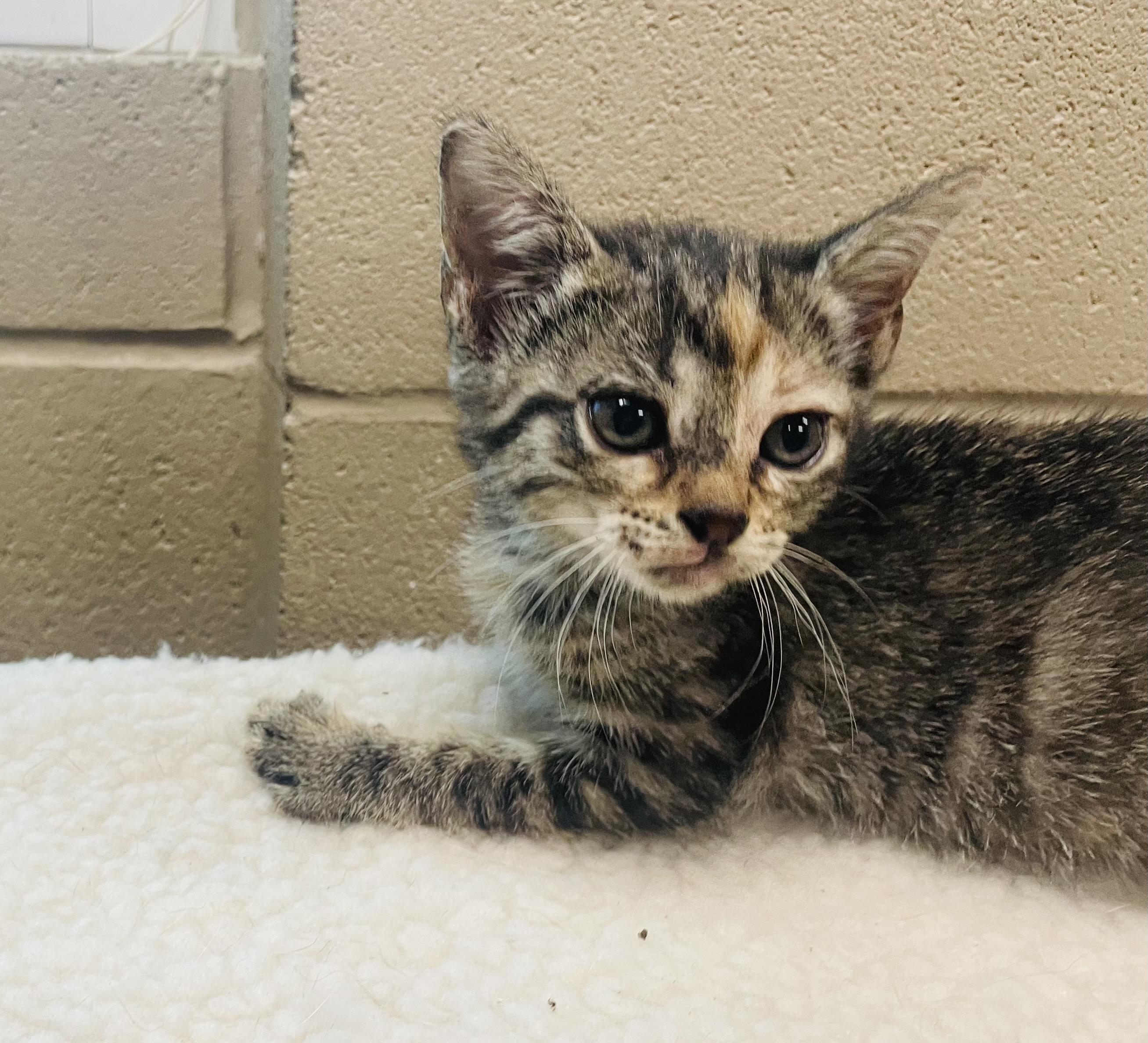 Daphne, adopted, Kitten Female Tabby & Domestic Short Hair.