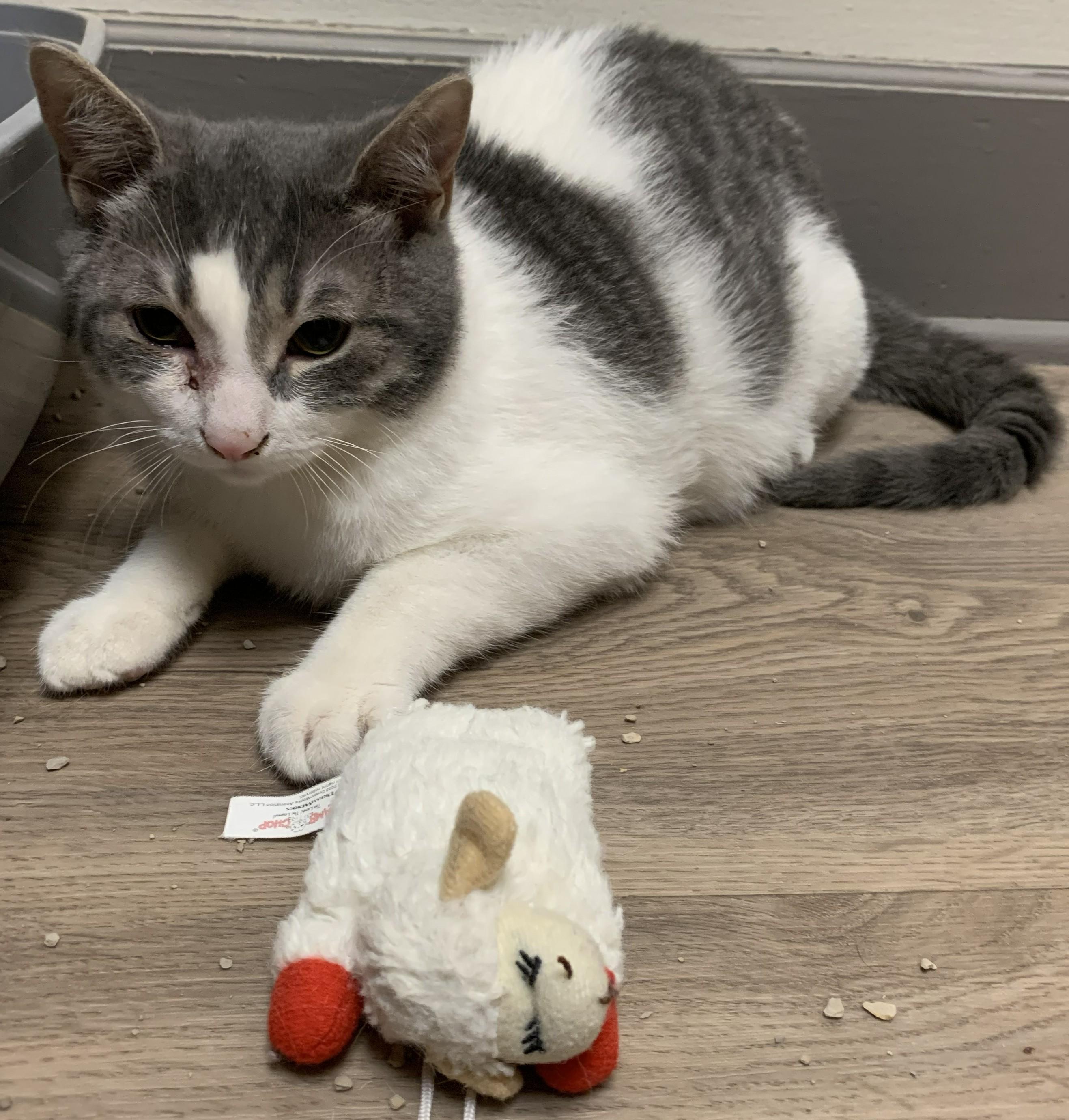 Enlarge Fizzy25, a ADOPTABLE Domestic Short Hair in Milwaukee, WI image 3/4