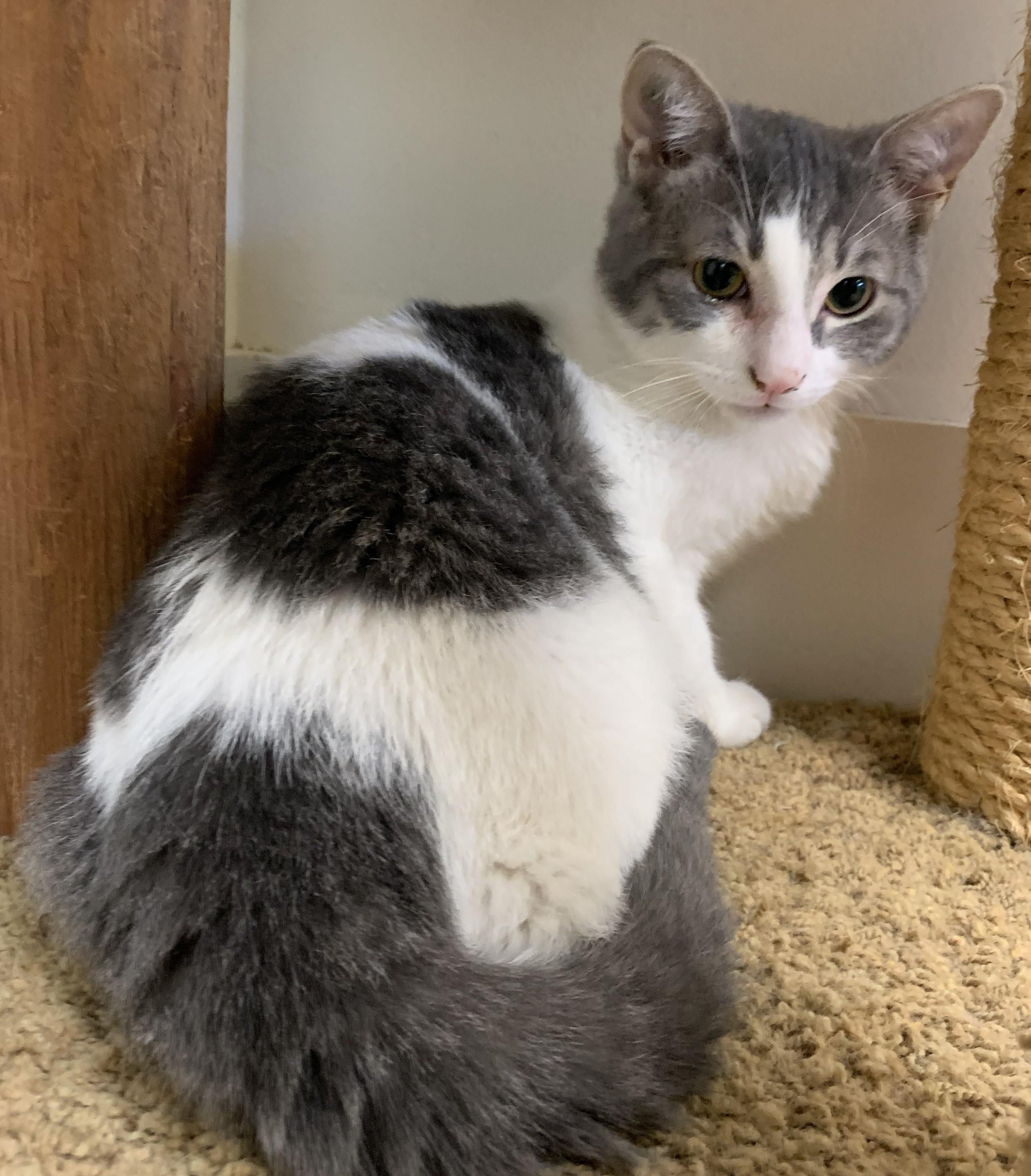 Enlarge Fizzy25, a ADOPTABLE Domestic Short Hair in Milwaukee, WI image 2/4