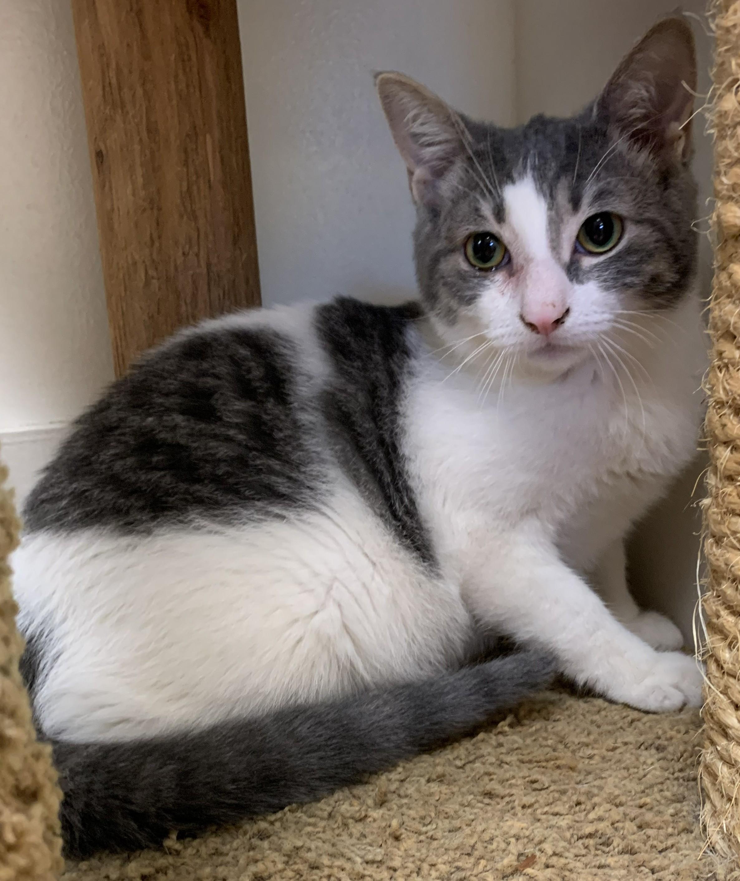 Fizzy25, ADOPTABLE, Young Male Domestic Short Hair.