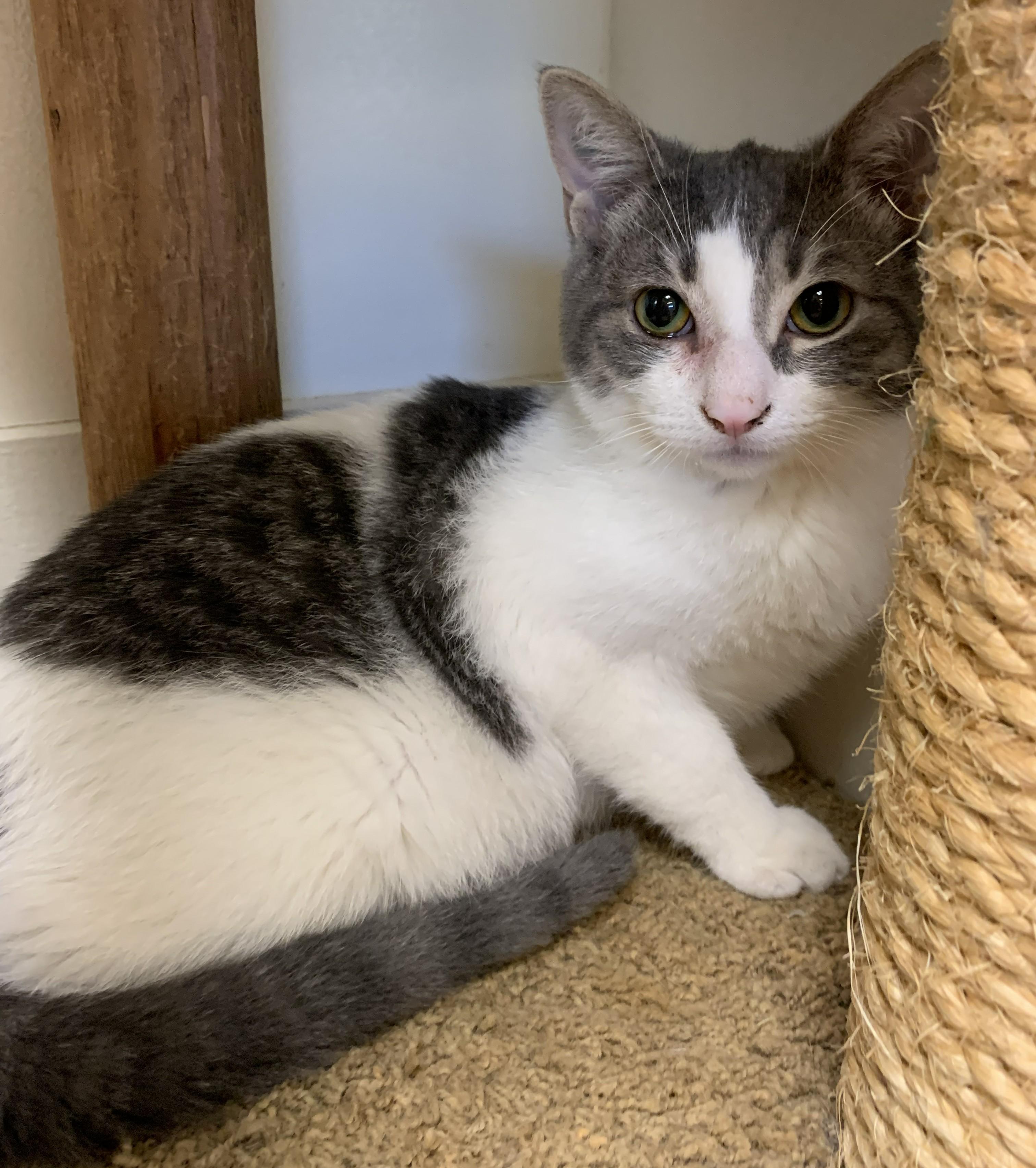 Enlarge Fizzy25, a ADOPTABLE Domestic Short Hair in Milwaukee, WI image 4/4
