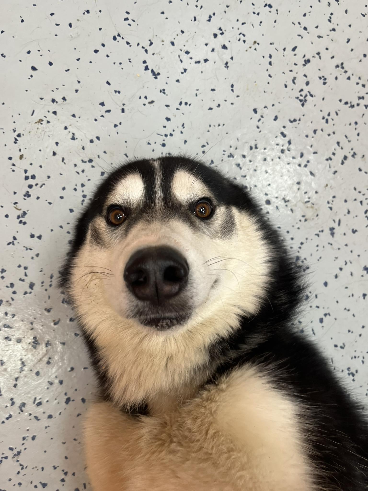 Enlarge Daryl , a ADOPTABLE Husky in Lincoln Park, MI image 3/4