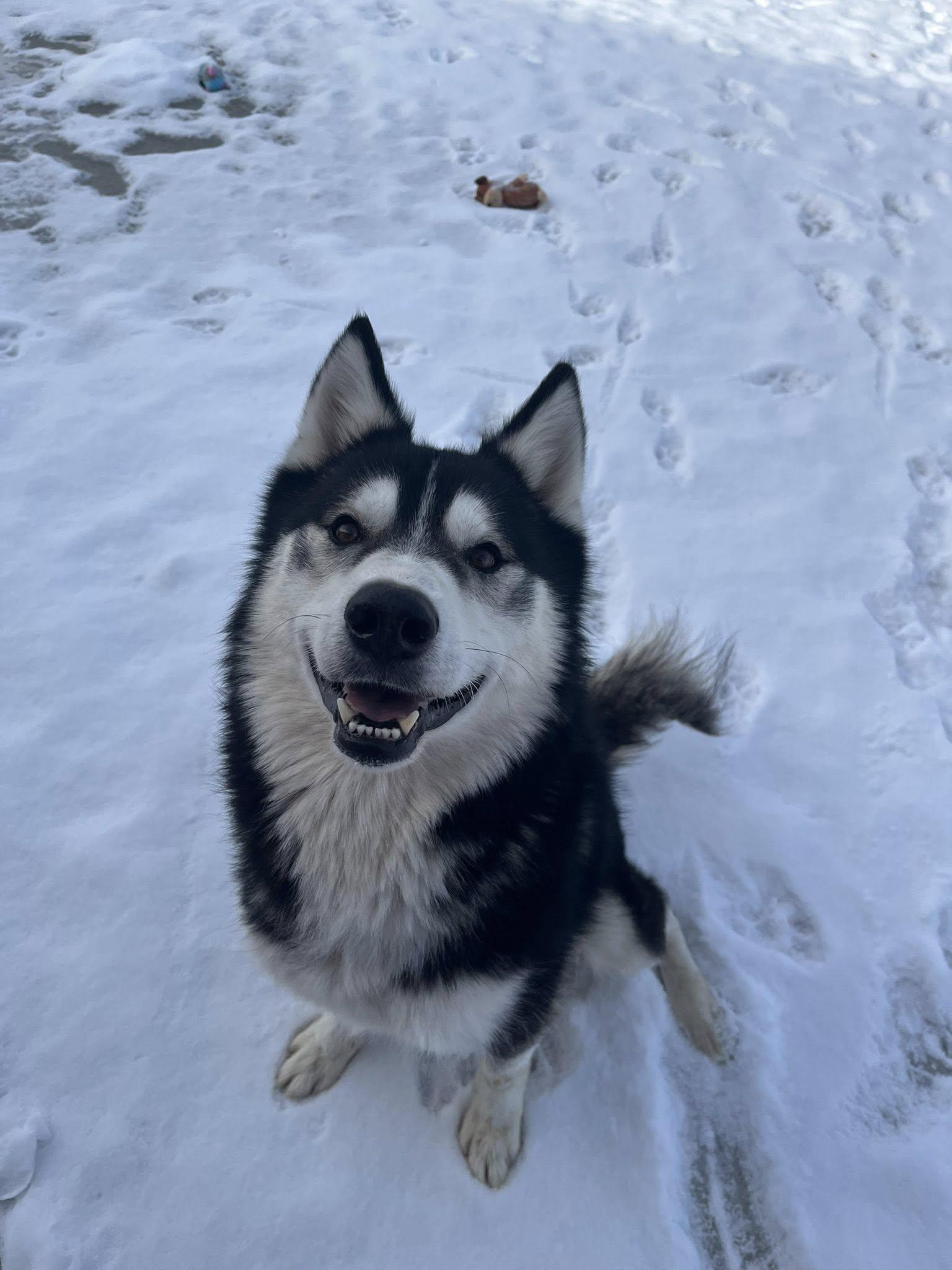 Daryl , ADOPTABLE, Adult Male Husky.