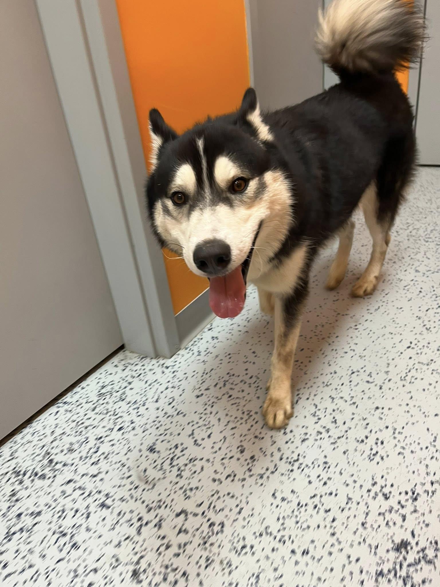 Enlarge Daryl , a ADOPTABLE Husky in Lincoln Park, MI image 2/4