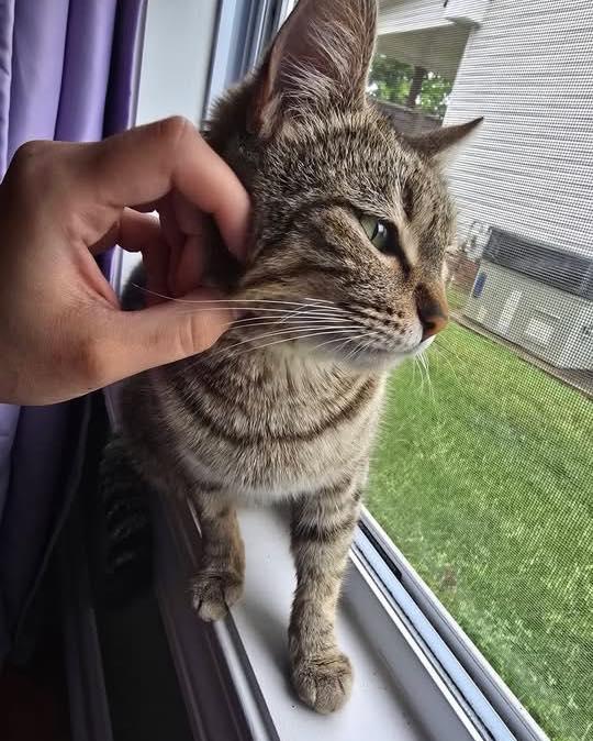 Enlarge Coffee Bean, a ADOPTABLE Tabby in Clarksville, TN image 2/3