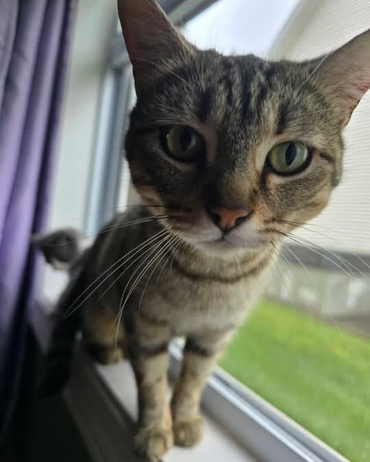 Coffee Bean, ADOPTABLE, Kitten Female Tabby.