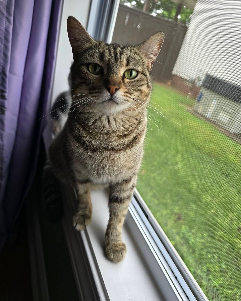 Enlarge Coffee Bean, a ADOPTABLE Tabby in Clarksville, TN image 3/3