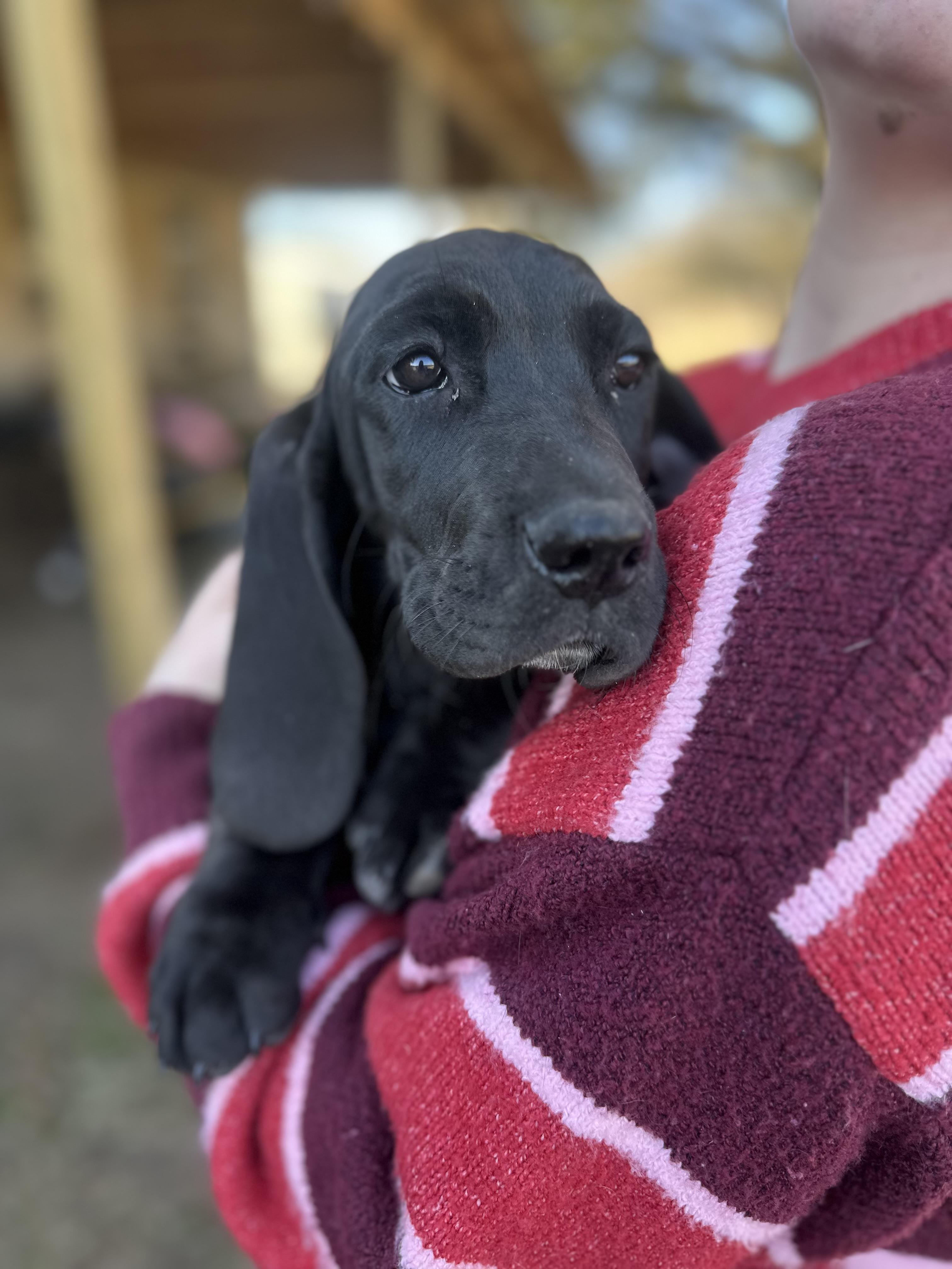 Lovie, ADOPTABLE, Young Female Basset Hound & Great Dane.