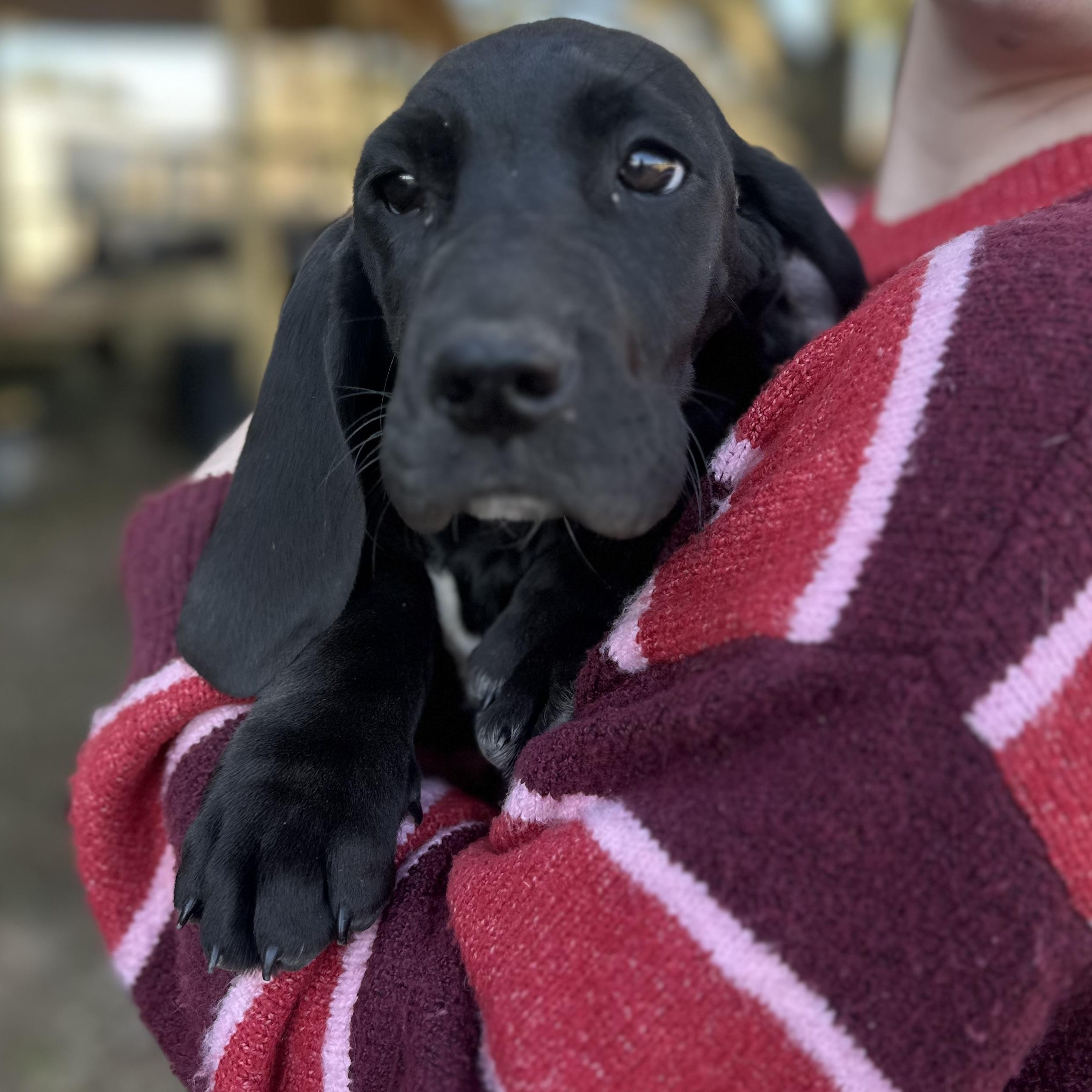 Lovie, a ADOPTABLE mixed breed in Foxworth, MS image 2/2