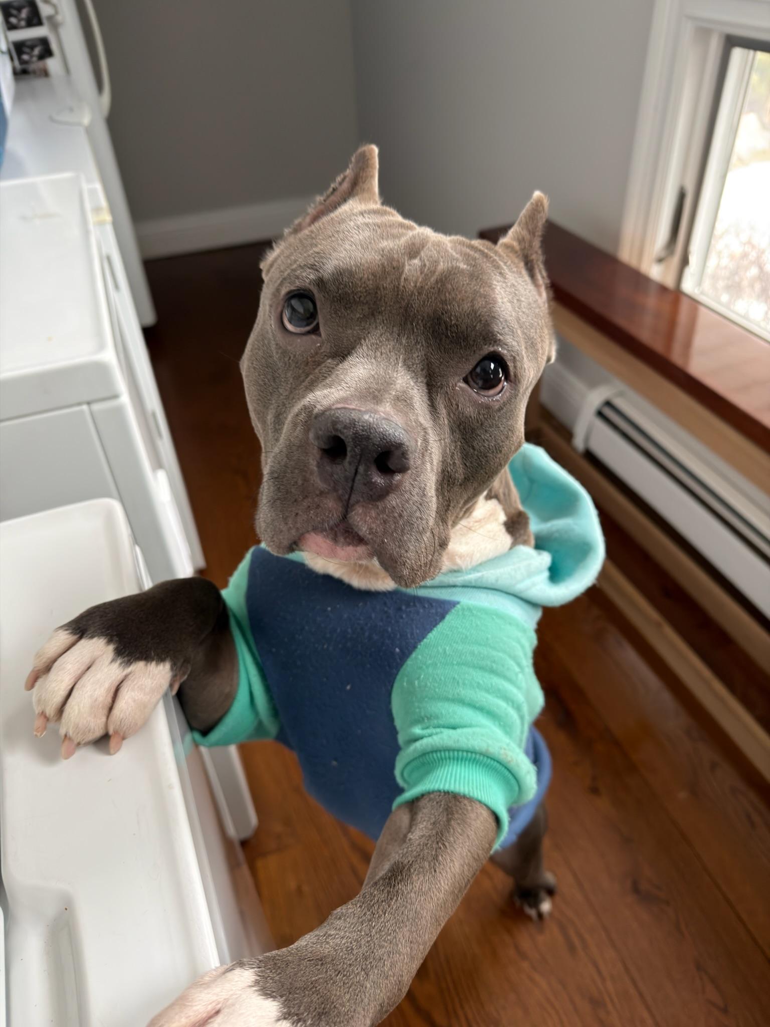 Christmas, adopted, Adult Male Mixed Breed.