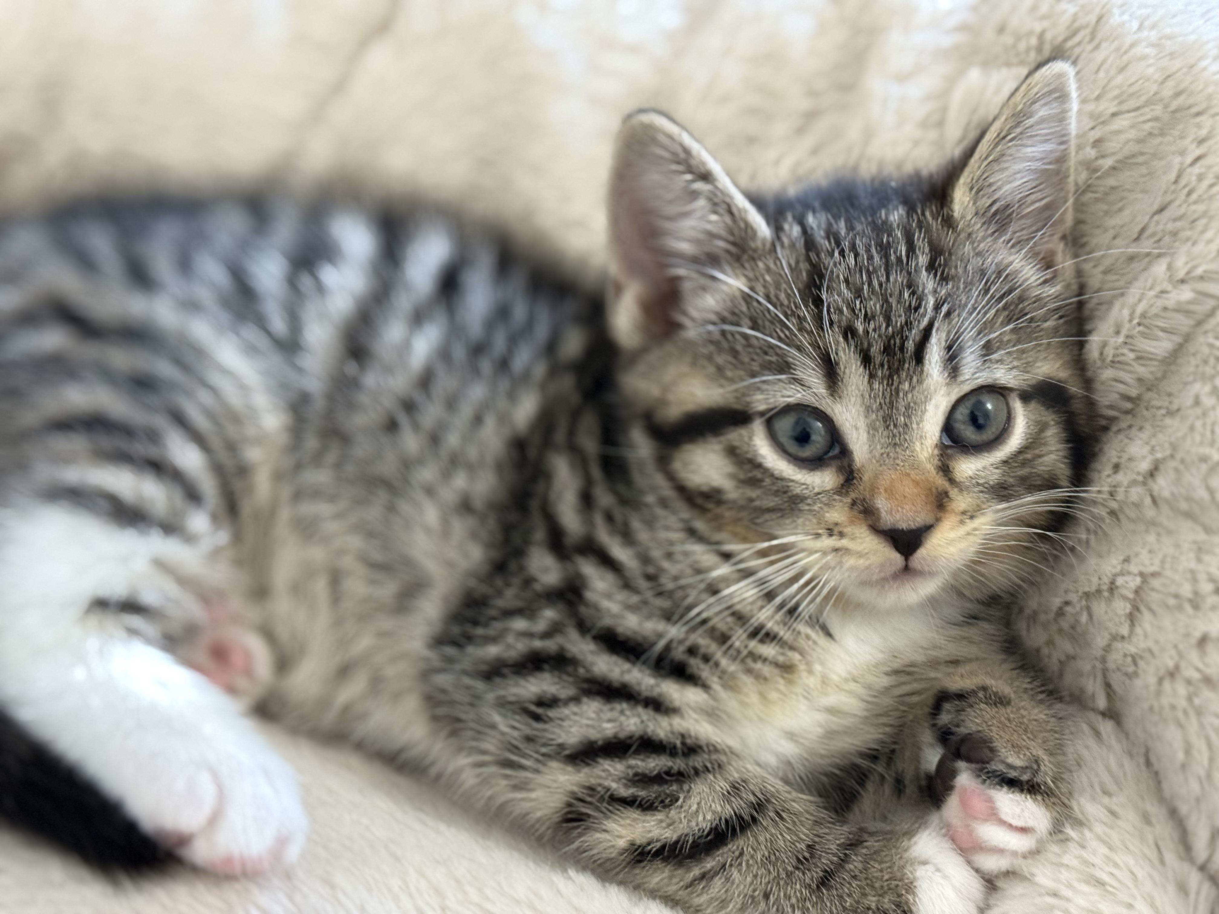 Enlarge Ruby, a Adopted Tabby in Montclair, NJ image 2/6