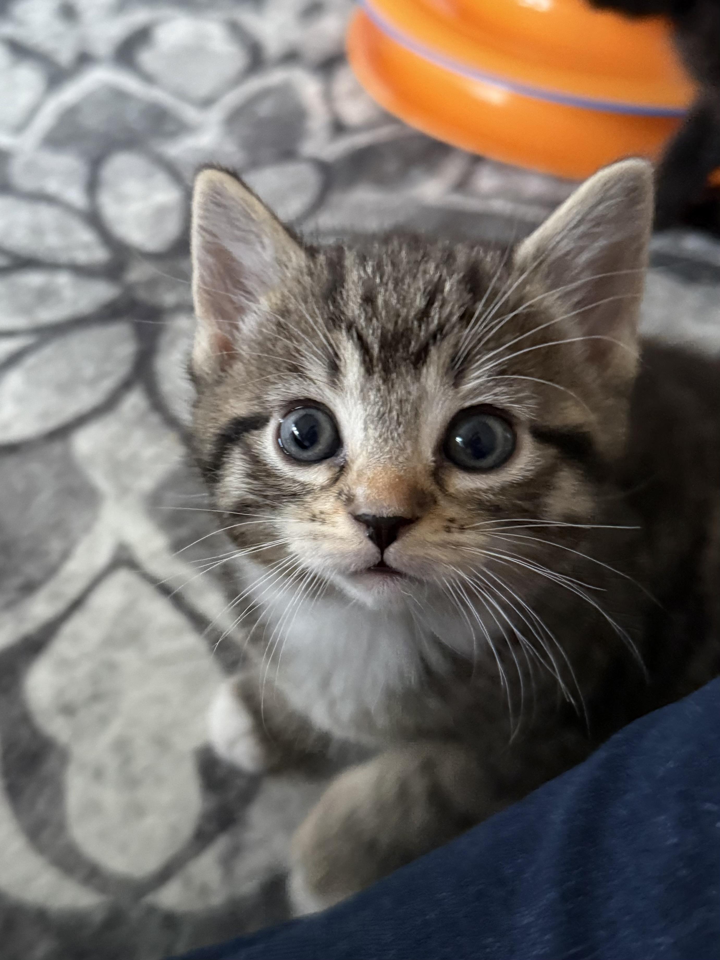 Enlarge Ruby, a Adopted Tabby in Montclair, NJ image 4/6