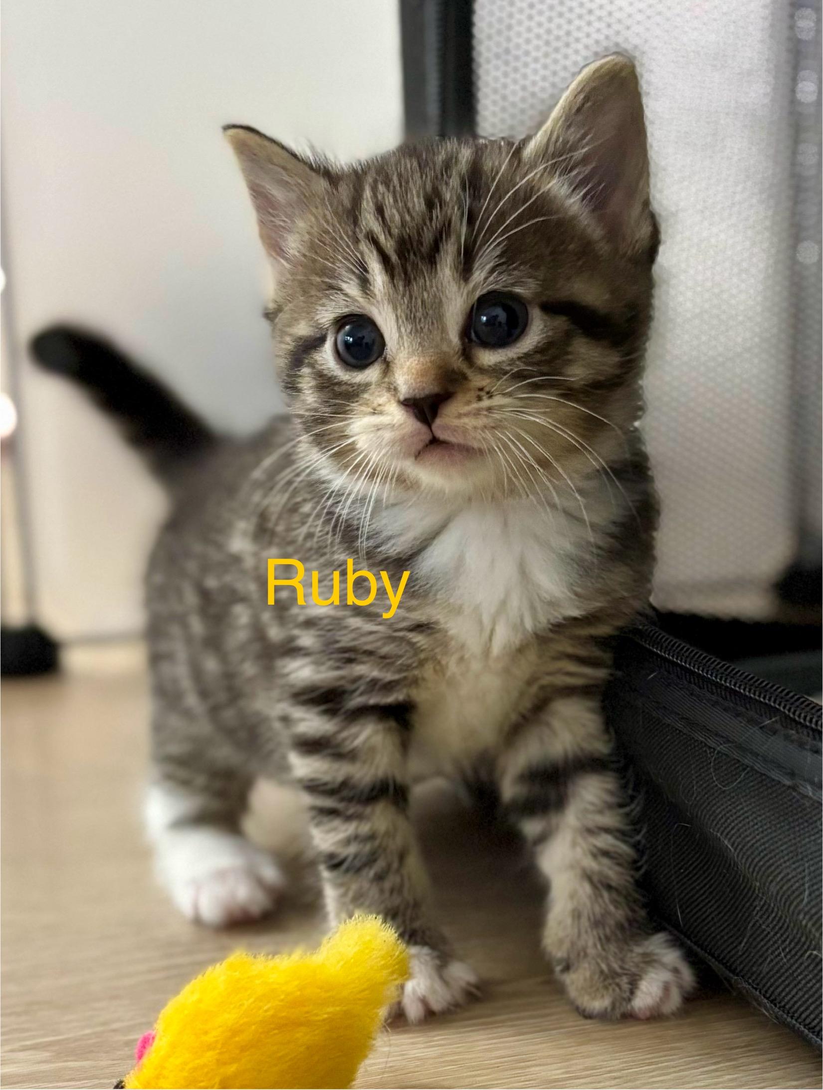 Enlarge Ruby, a Adopted Tabby in Montclair, NJ image 1/6