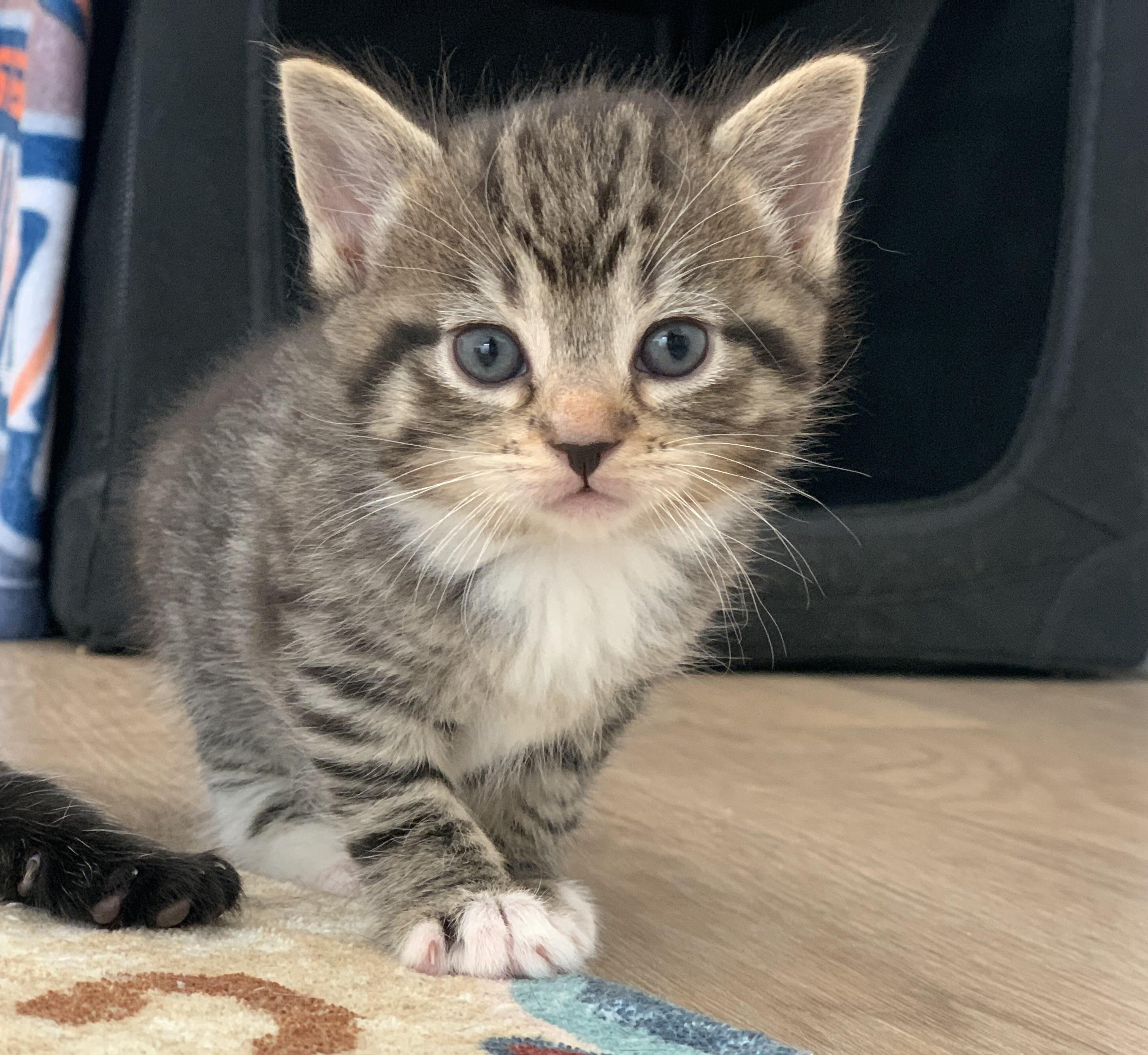 Enlarge Ruby, a Adopted Tabby in Montclair, NJ image 3/6