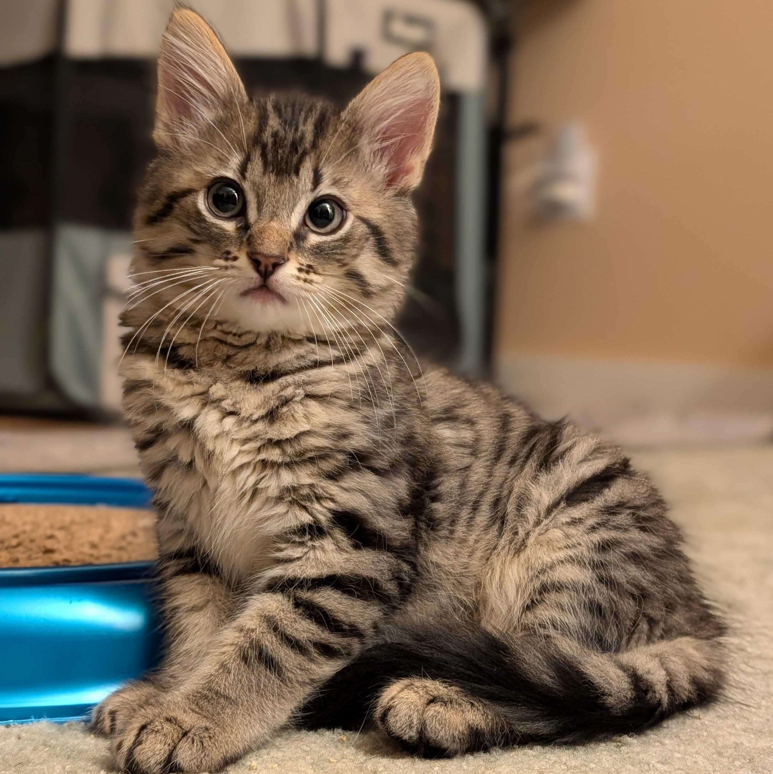 Moe, Adoptable, Kitten Male Domestic Short Hair.