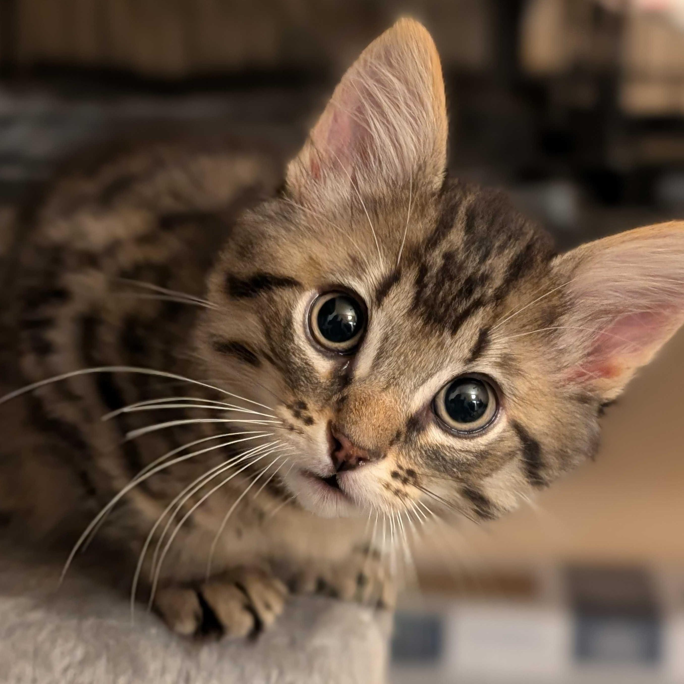 Moe, a Adoptable Domestic Short Hair in Wilsonville, OR image 2/3