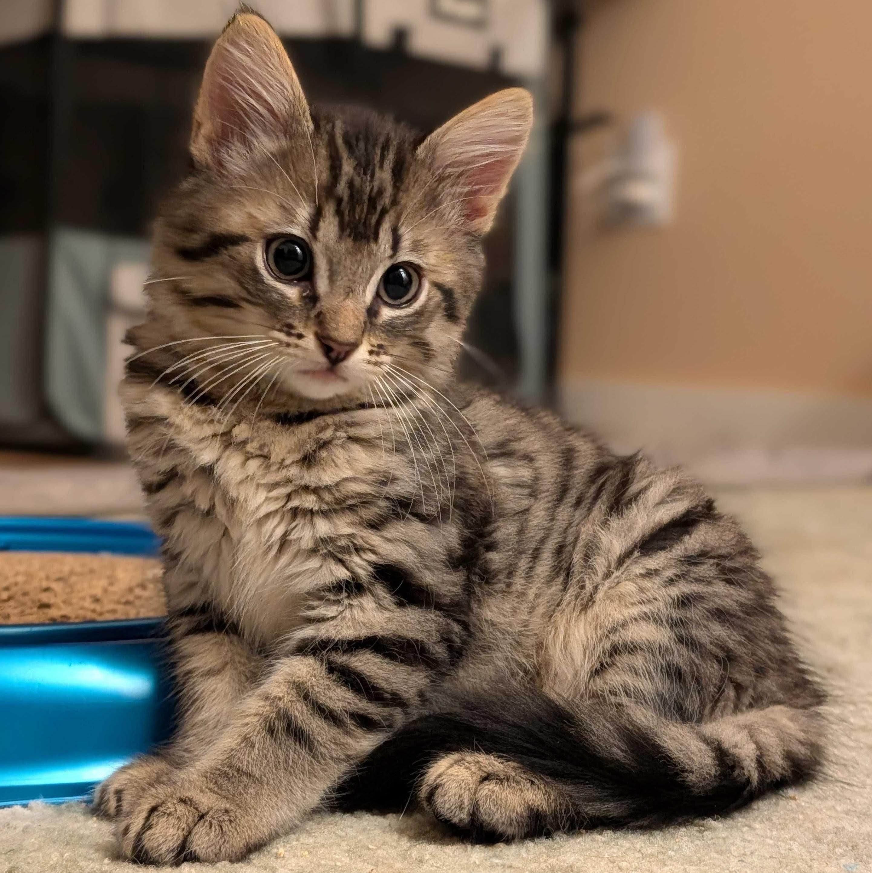 Moe, a Adoptable Domestic Short Hair in Wilsonville, OR image 3/3