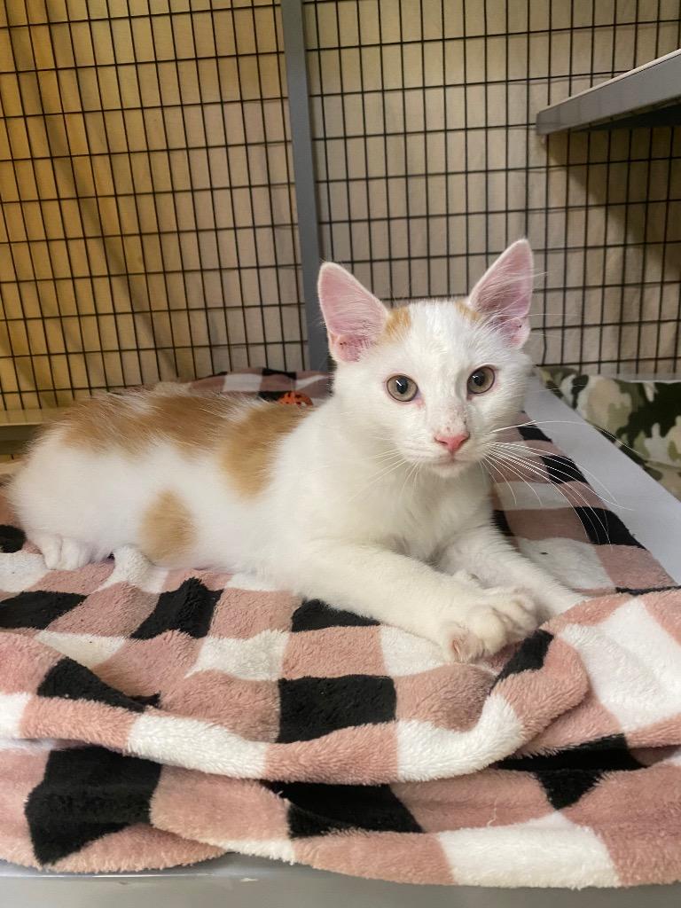 STRAY CAT C-221-26, Adoptable, Kitten Male Domestic Long Hair.