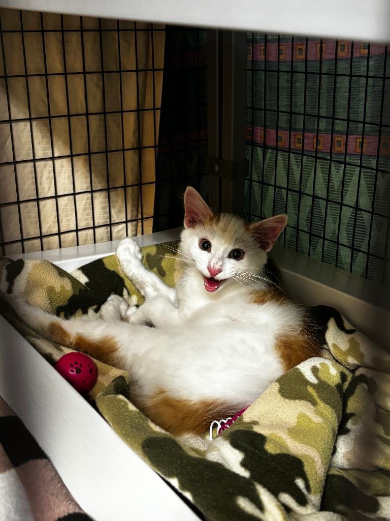 Enlarge STRAY CAT C-221-26, a Adoptable mixed breed in Grants Pass, OR image 2/4