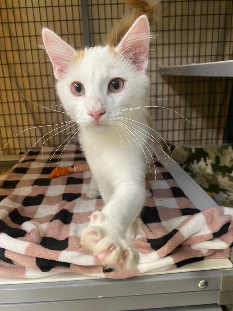 Enlarge STRAY CAT C-221-26, a Adoptable mixed breed in Grants Pass, OR image 3/4