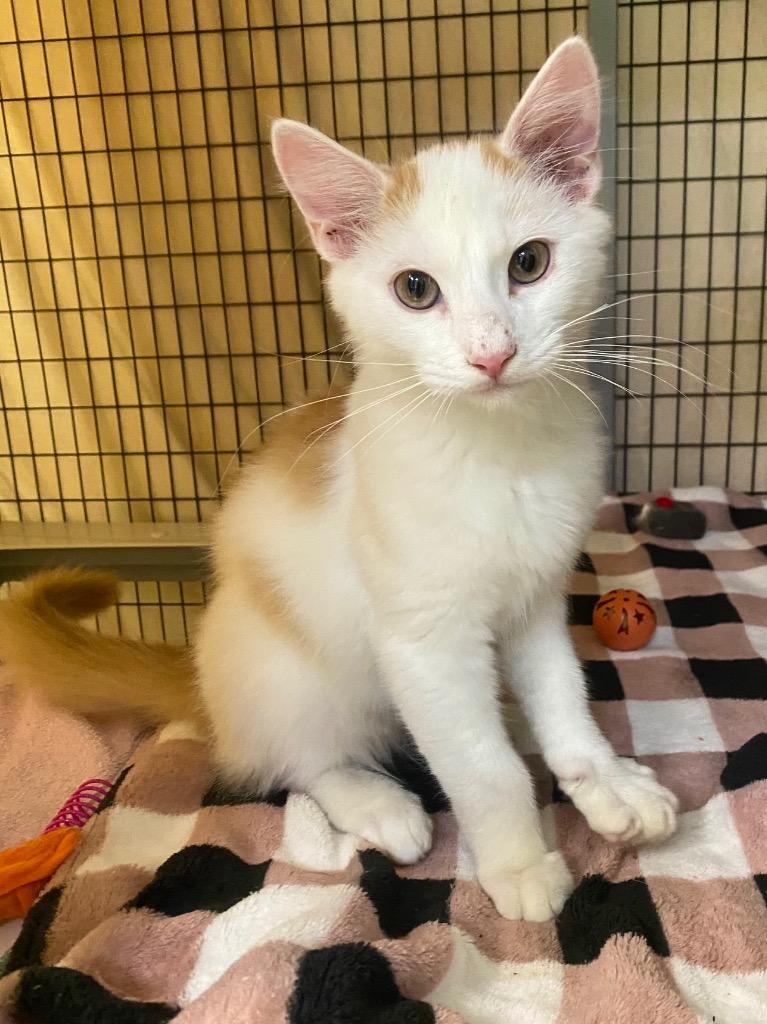 Enlarge STRAY CAT C-221-26, a Adoptable mixed breed in Grants Pass, OR image 4/4