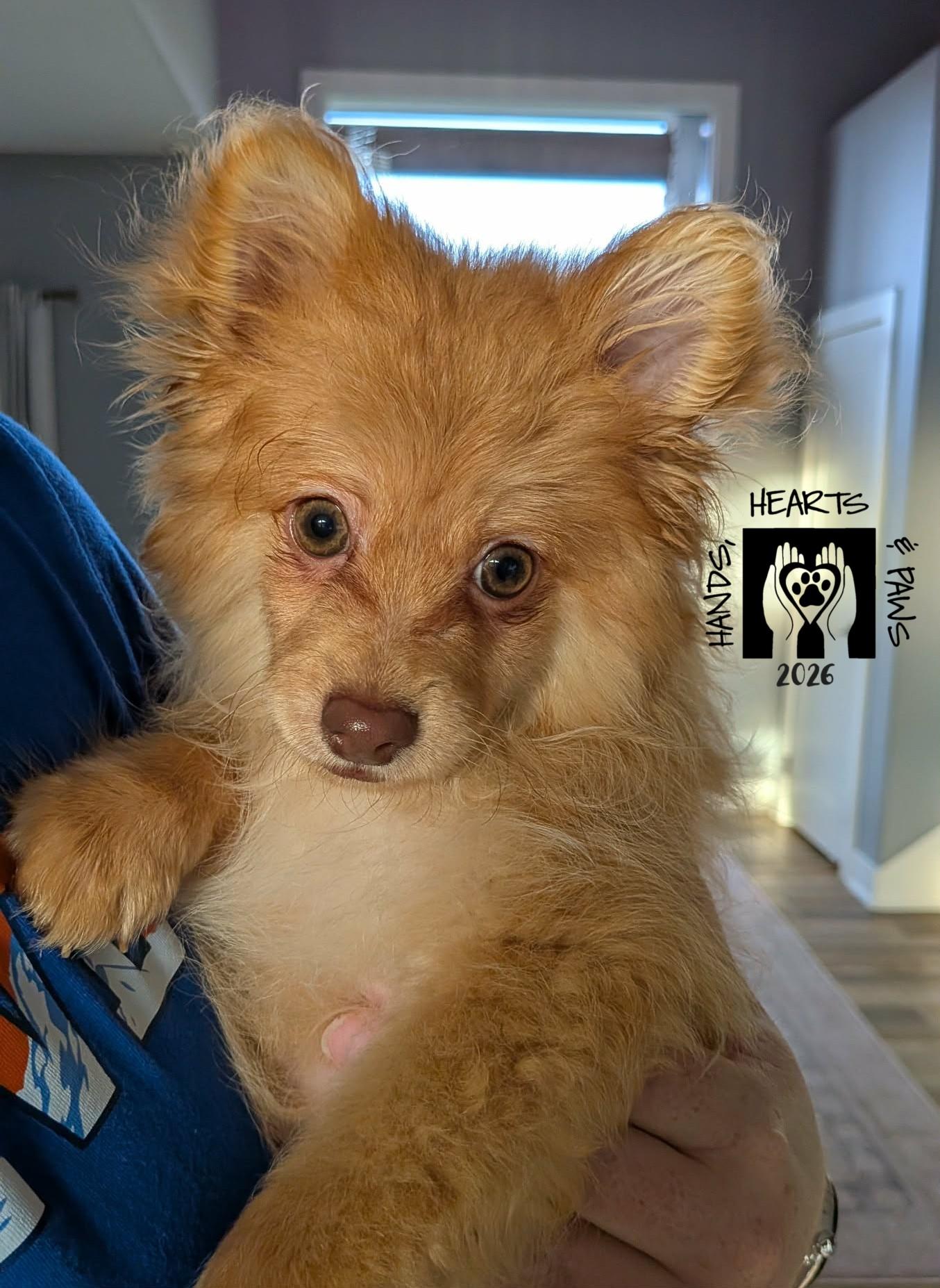 Enlarge Bob Ross, a ADOPTABLE mixed breed in Omaha, NE image 3/3