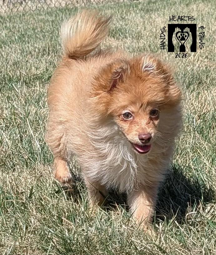 Enlarge Bob Ross, a ADOPTABLE mixed breed in Omaha, NE image 1/3