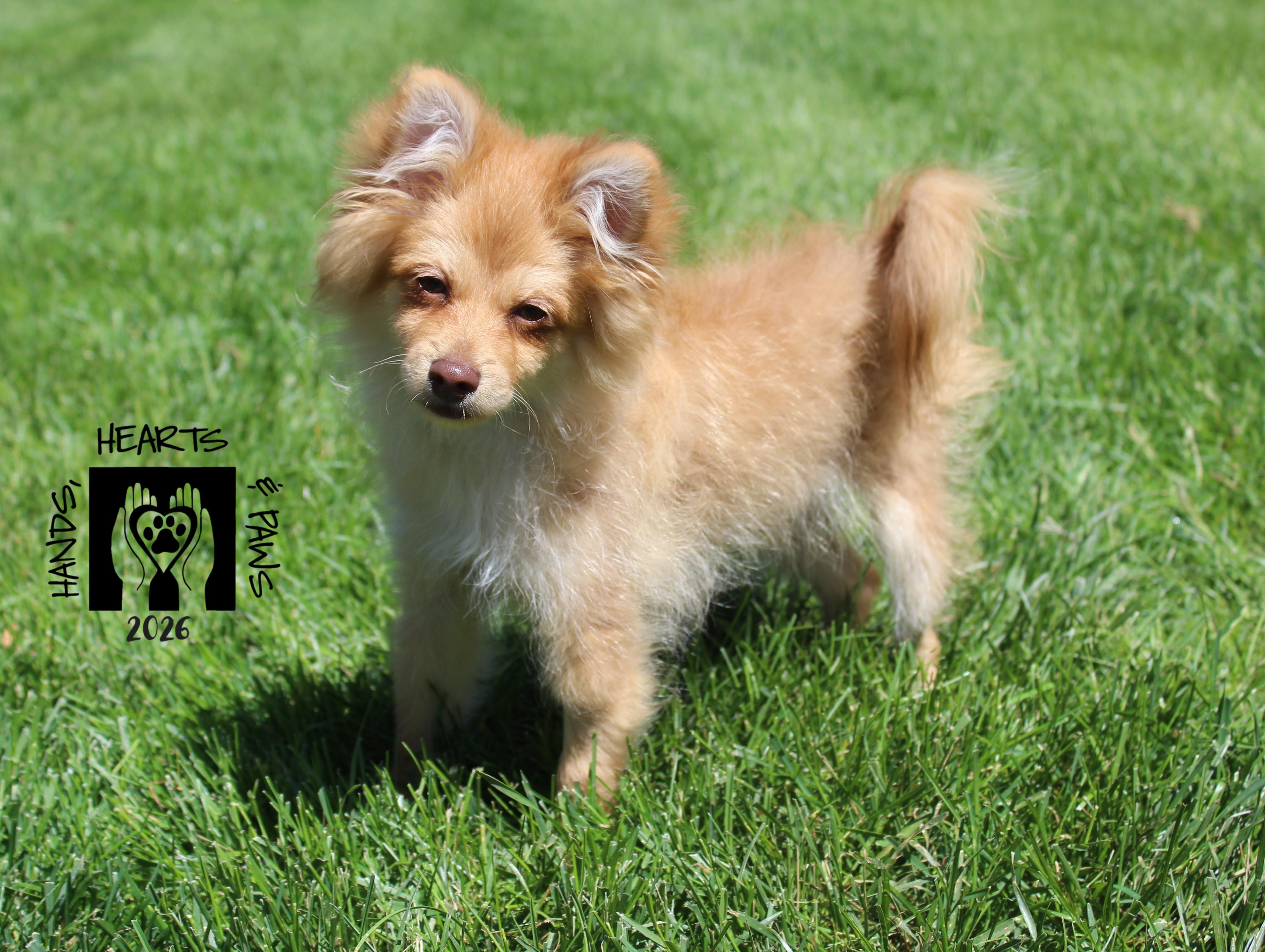 Bob Ross, ADOPTABLE, Puppy Male Pomeranian & Chihuahua.