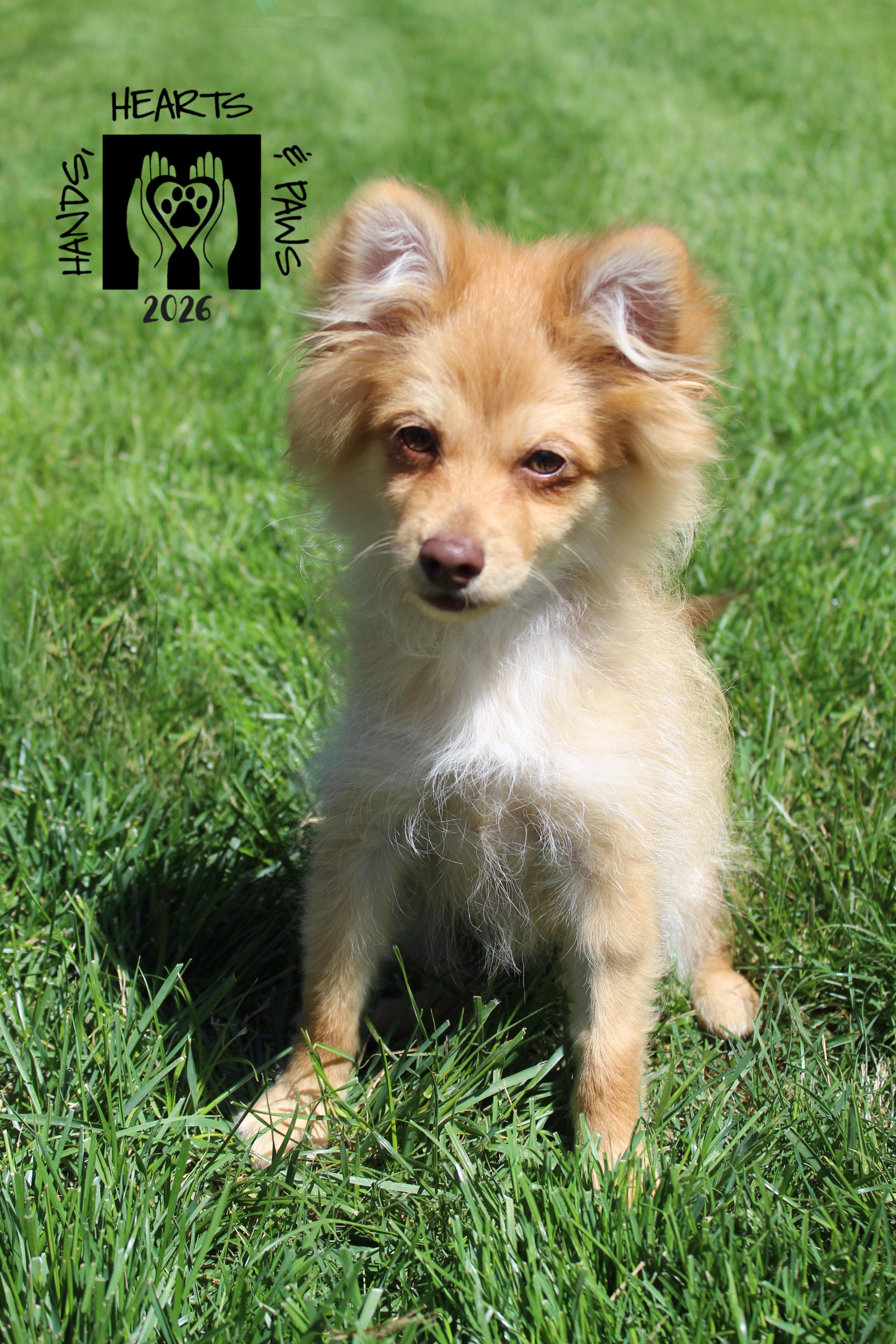 Enlarge Bob Ross, a ADOPTABLE mixed breed in Omaha, NE image 6/6