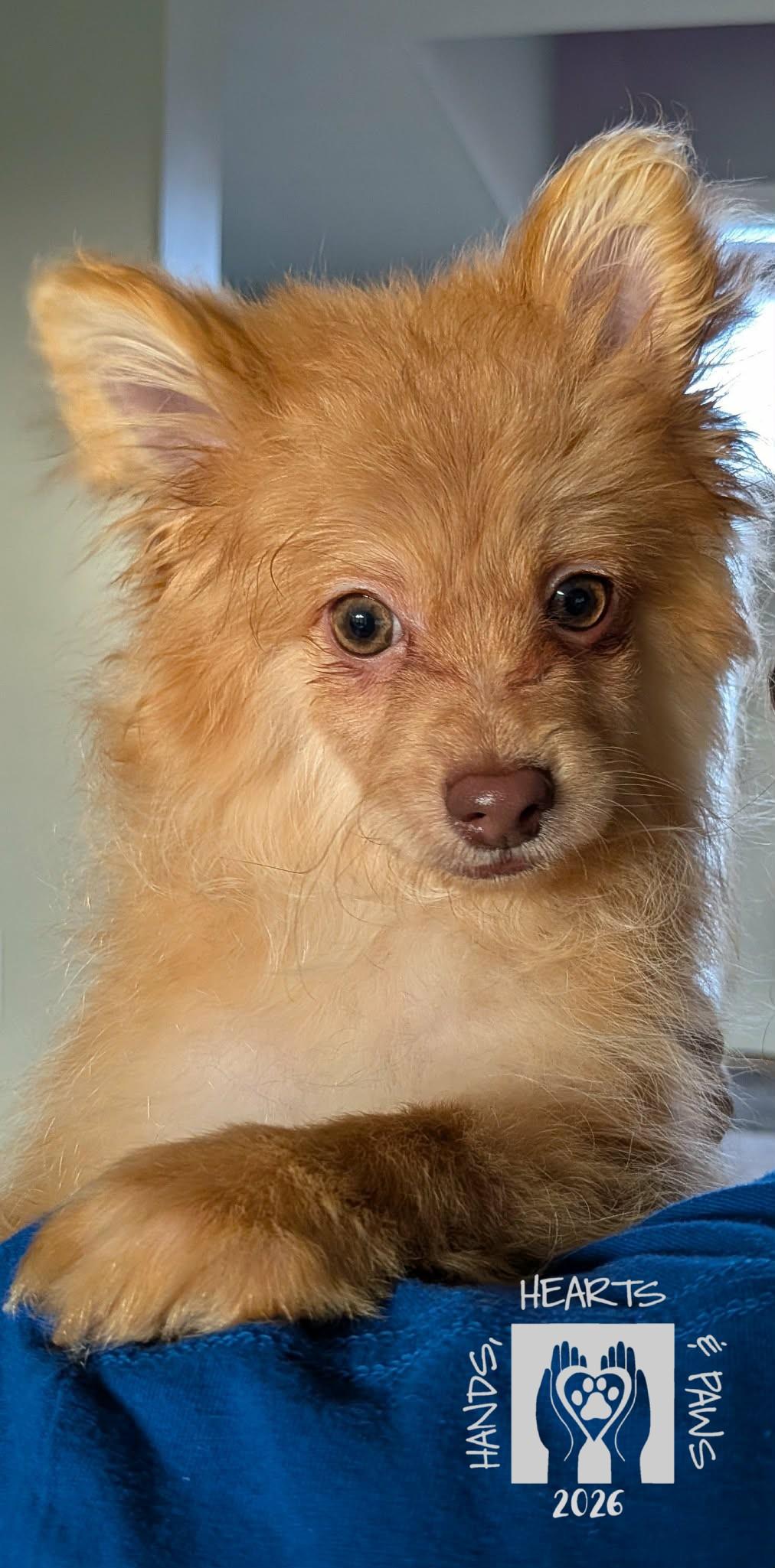 Enlarge Bob Ross, a ADOPTABLE mixed breed in Omaha, NE image 2/3