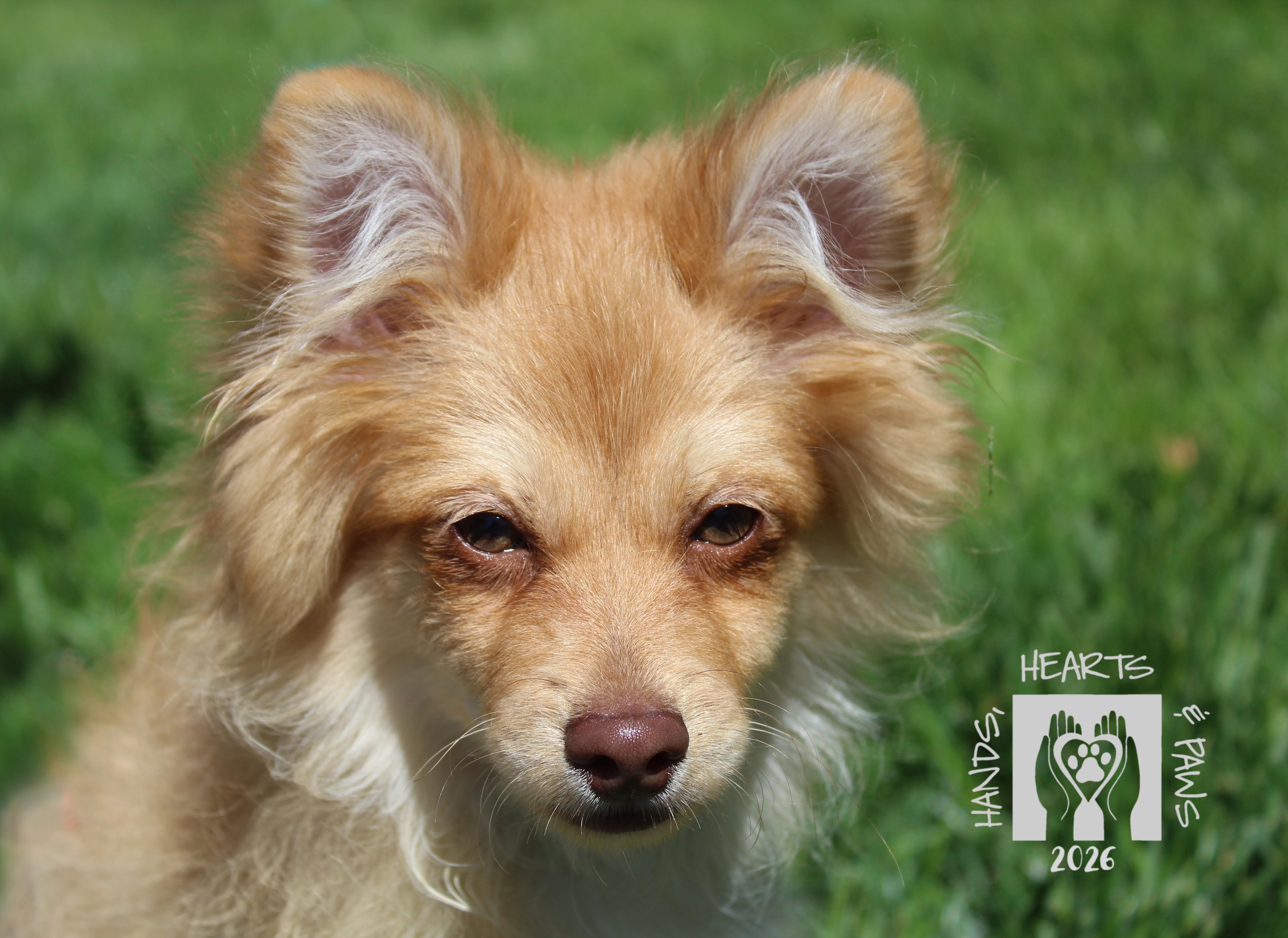 Enlarge Bob Ross, a ADOPTABLE mixed breed in Omaha, NE image 5/6