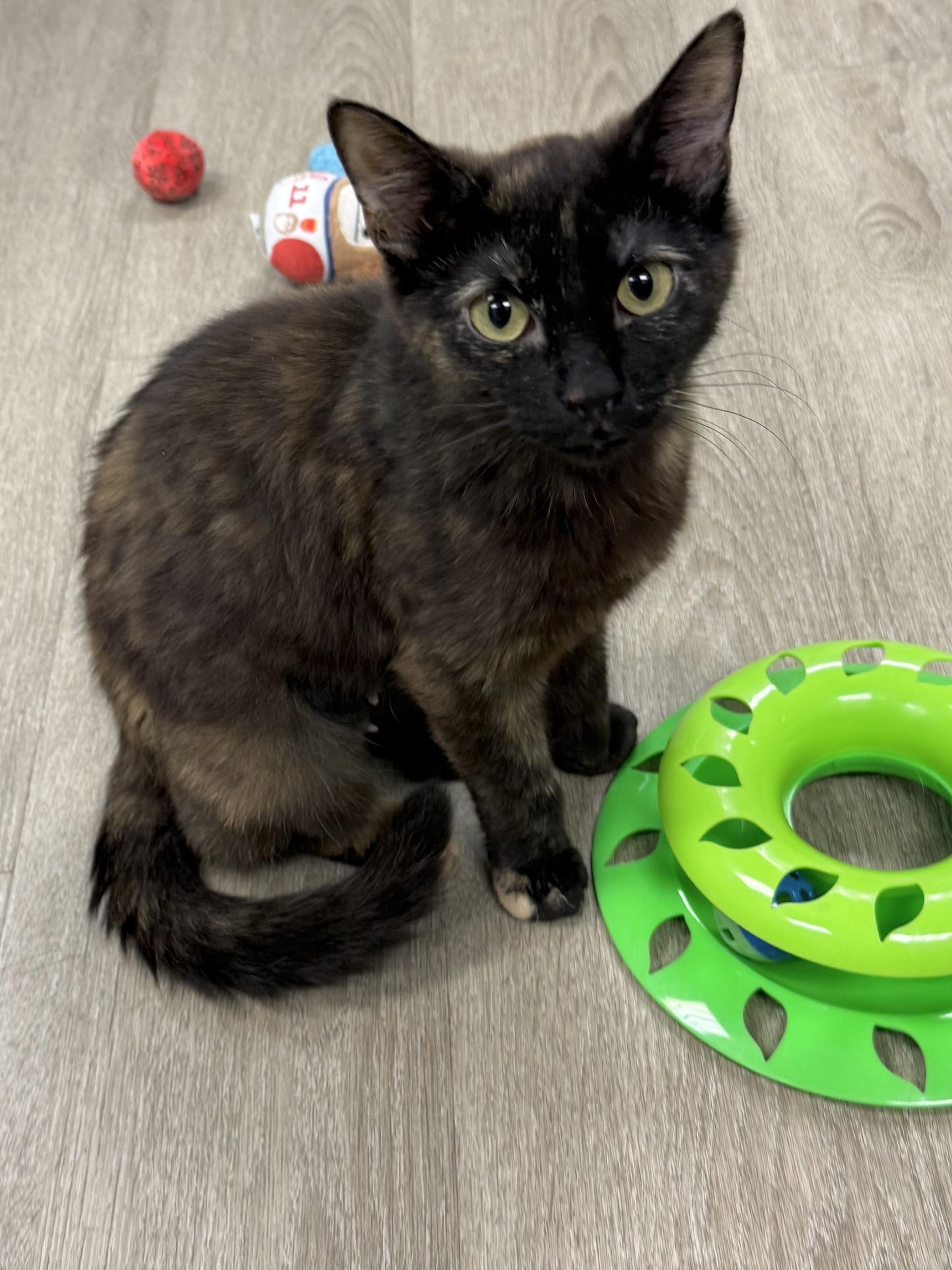 Enlarge Nova, an adopted Domestic Short Hair in Hamburg, NY image 1/1